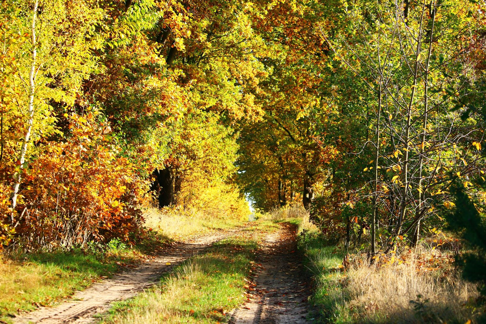 Canon EOS 100D (EOS Rebel SL1 / EOS Kiss X7) sample photo. Forest path, away, autumn photography
