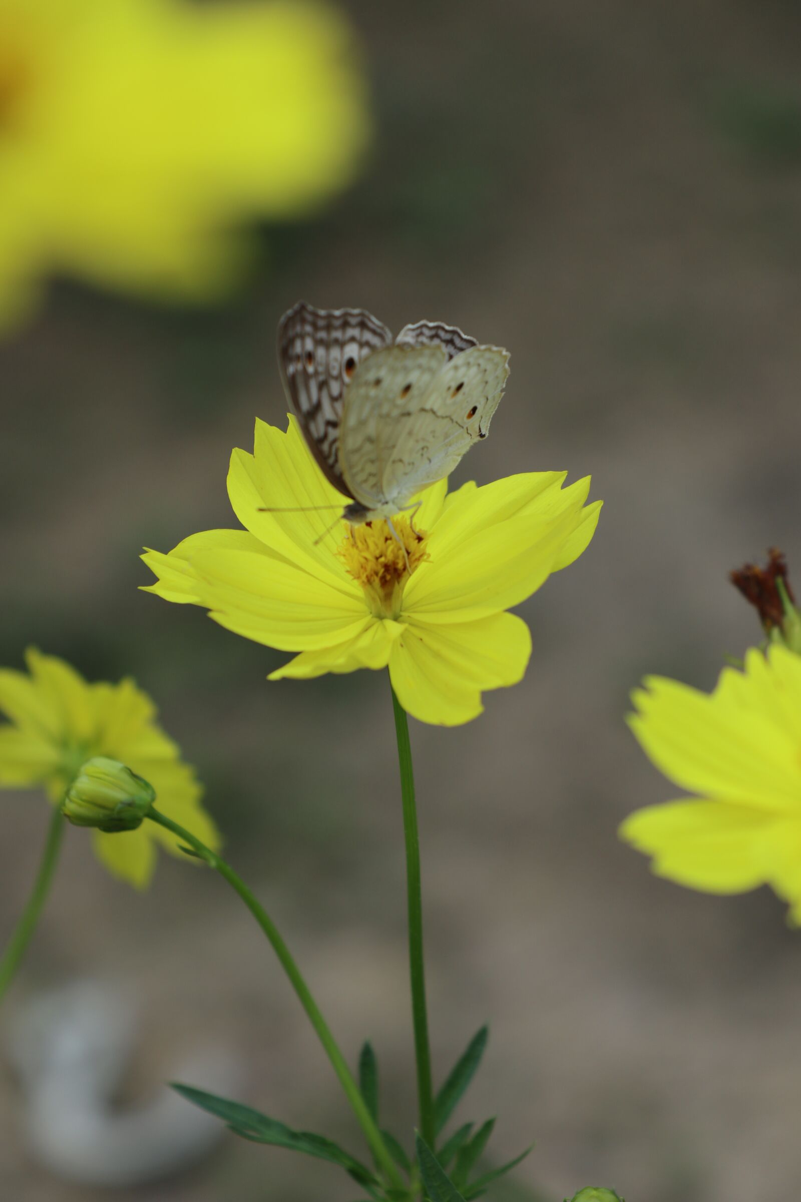 Canon EOS M6 sample photo. Butterfly and flower, yellow photography