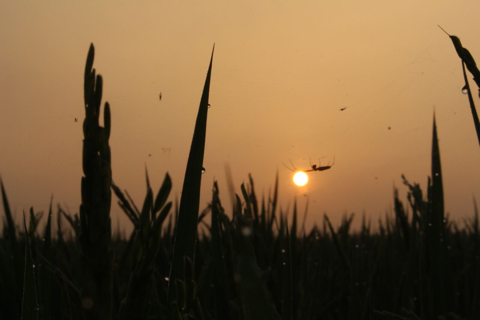 Canon EOS 700D (EOS Rebel T5i / EOS Kiss X7i) sample photo. The sun, dawn, orange photography