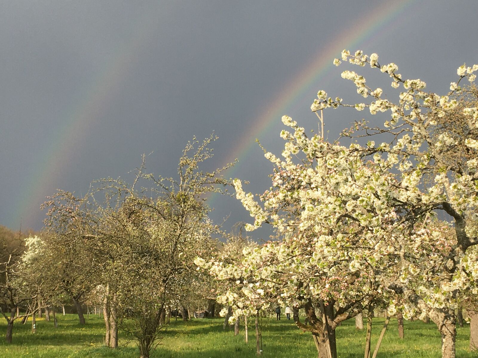 iPhone SE back camera 4.15mm f/2.2 sample photo. Rainbow, spring, flowers trees photography