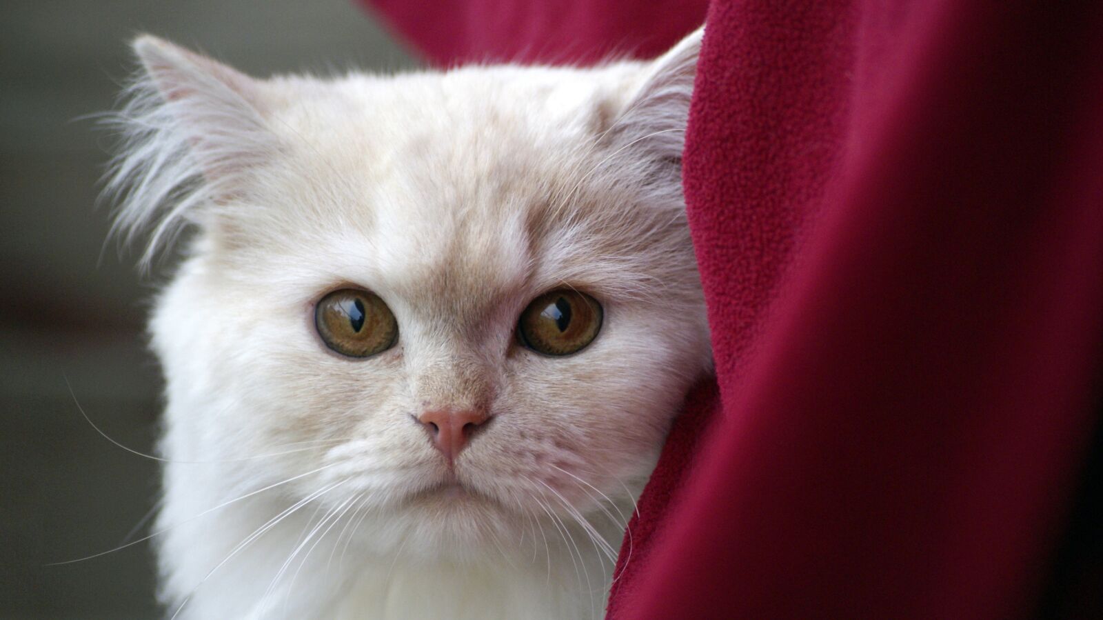 Sony Alpha DSLR-A230 sample photo. White, cat, pet photography