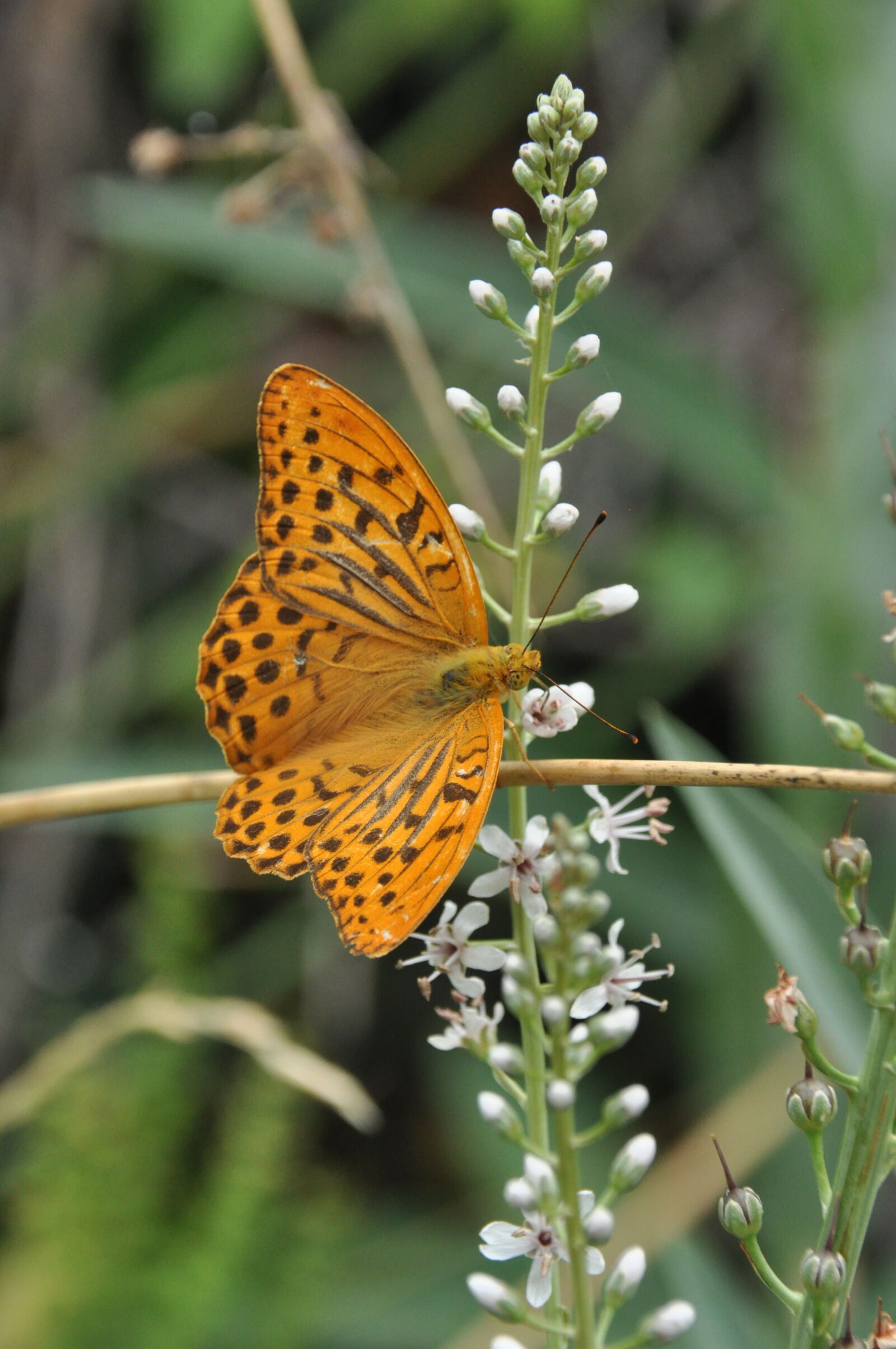 Nikon D90 sample photo. Butterfly, nature, orange photography