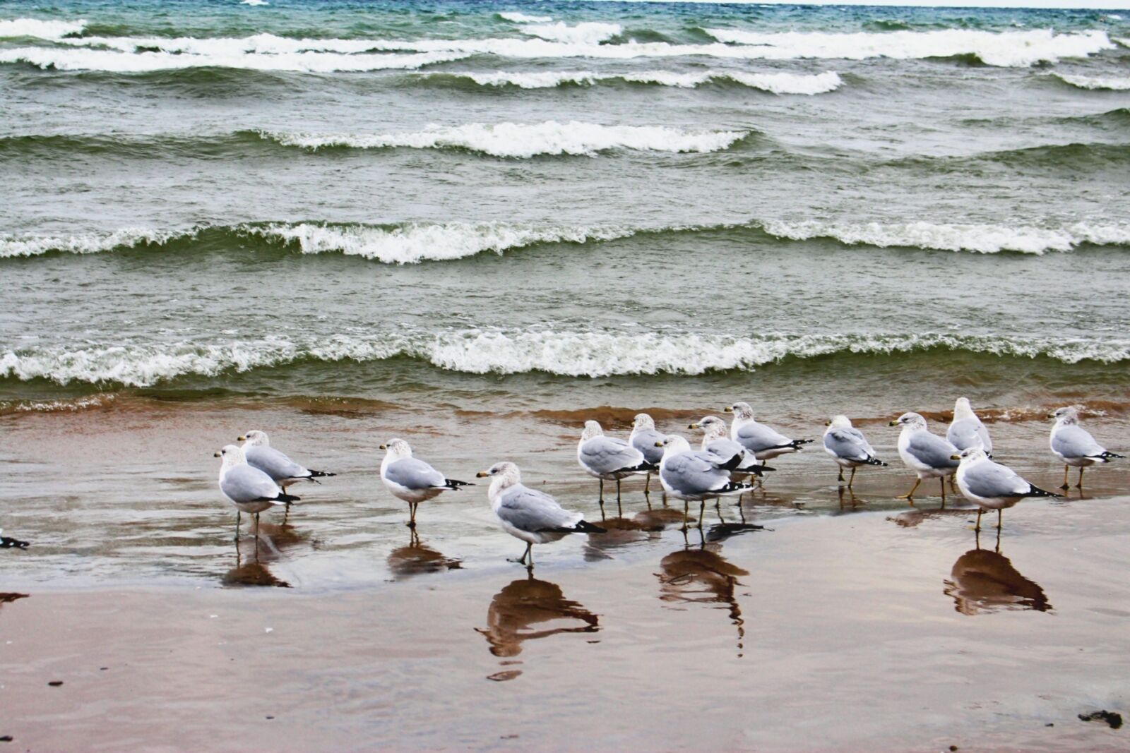 Canon EOS 700D (EOS Rebel T5i / EOS Kiss X7i) sample photo. Fauna, birds, the seagulls photography