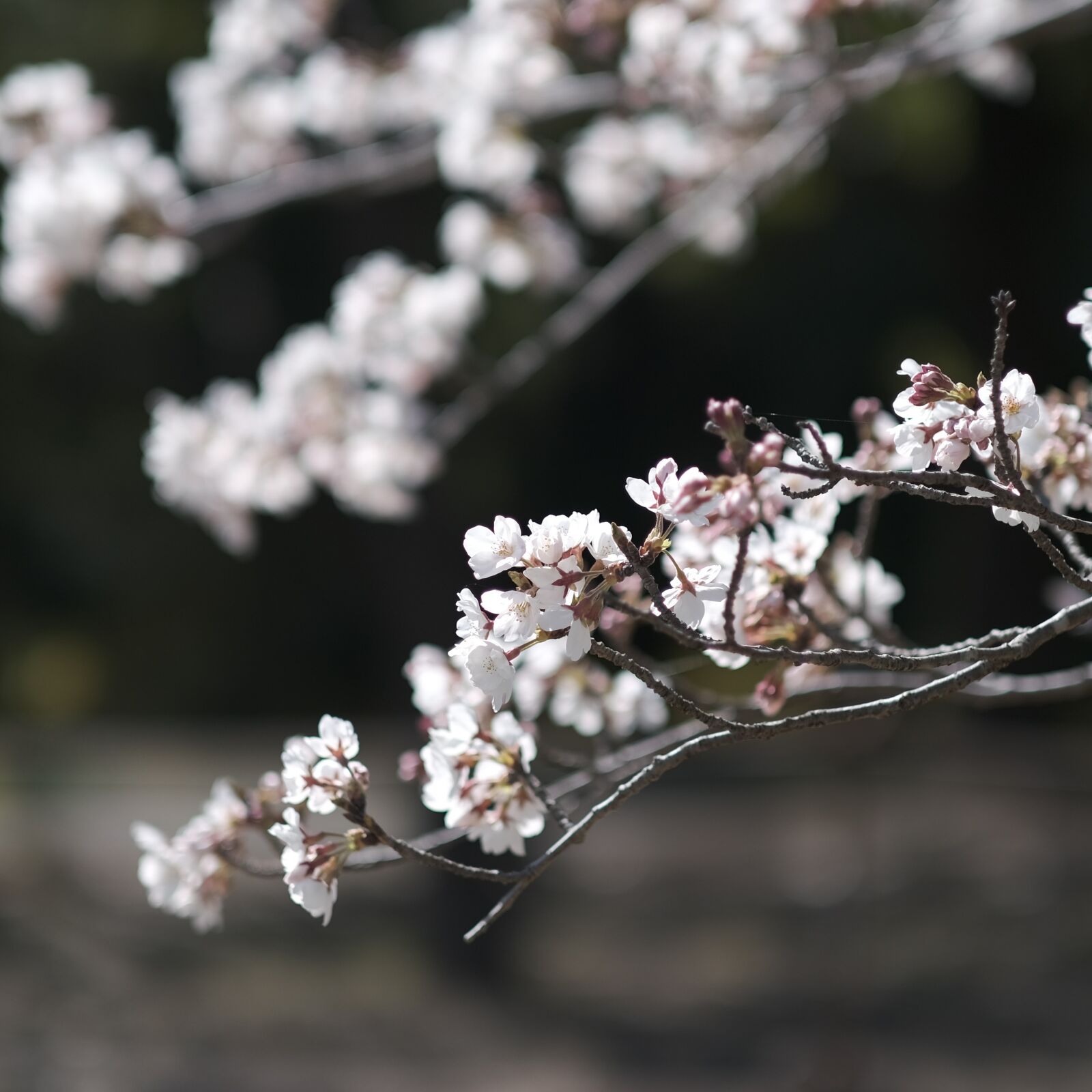 Fujifilm XF 56mm F1.2 R APD sample photo. Cherry blossom, flower, branch photography