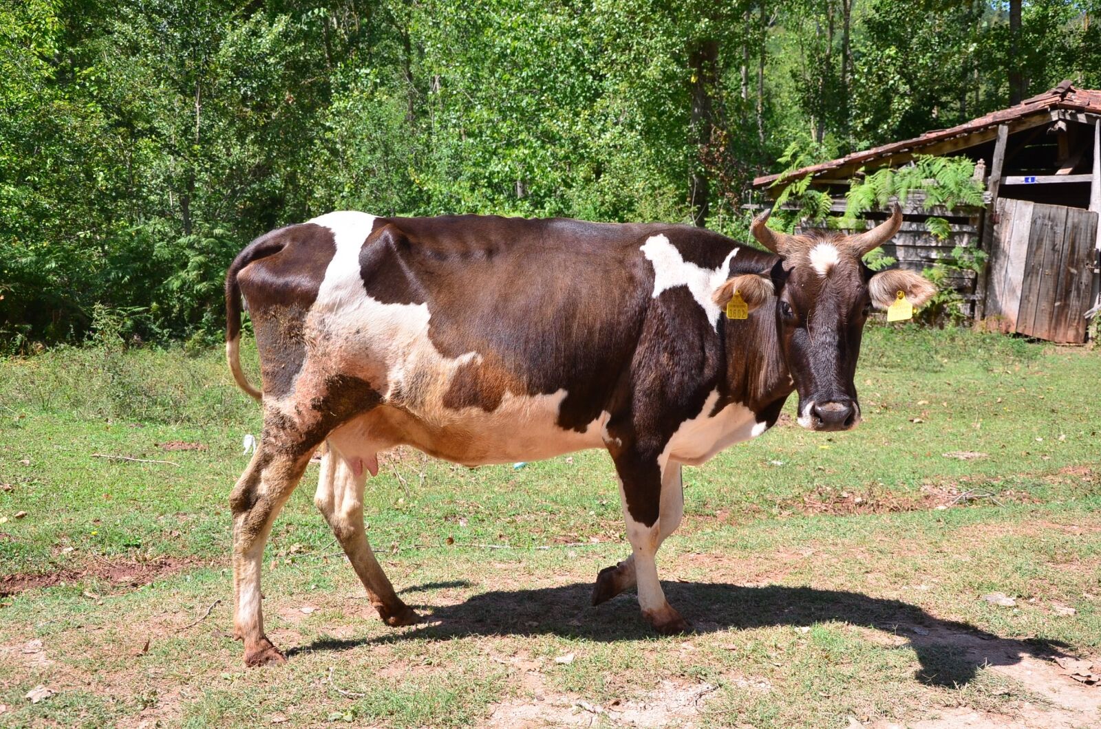 Nikon D7000 sample photo. Nature, village, animal photography
