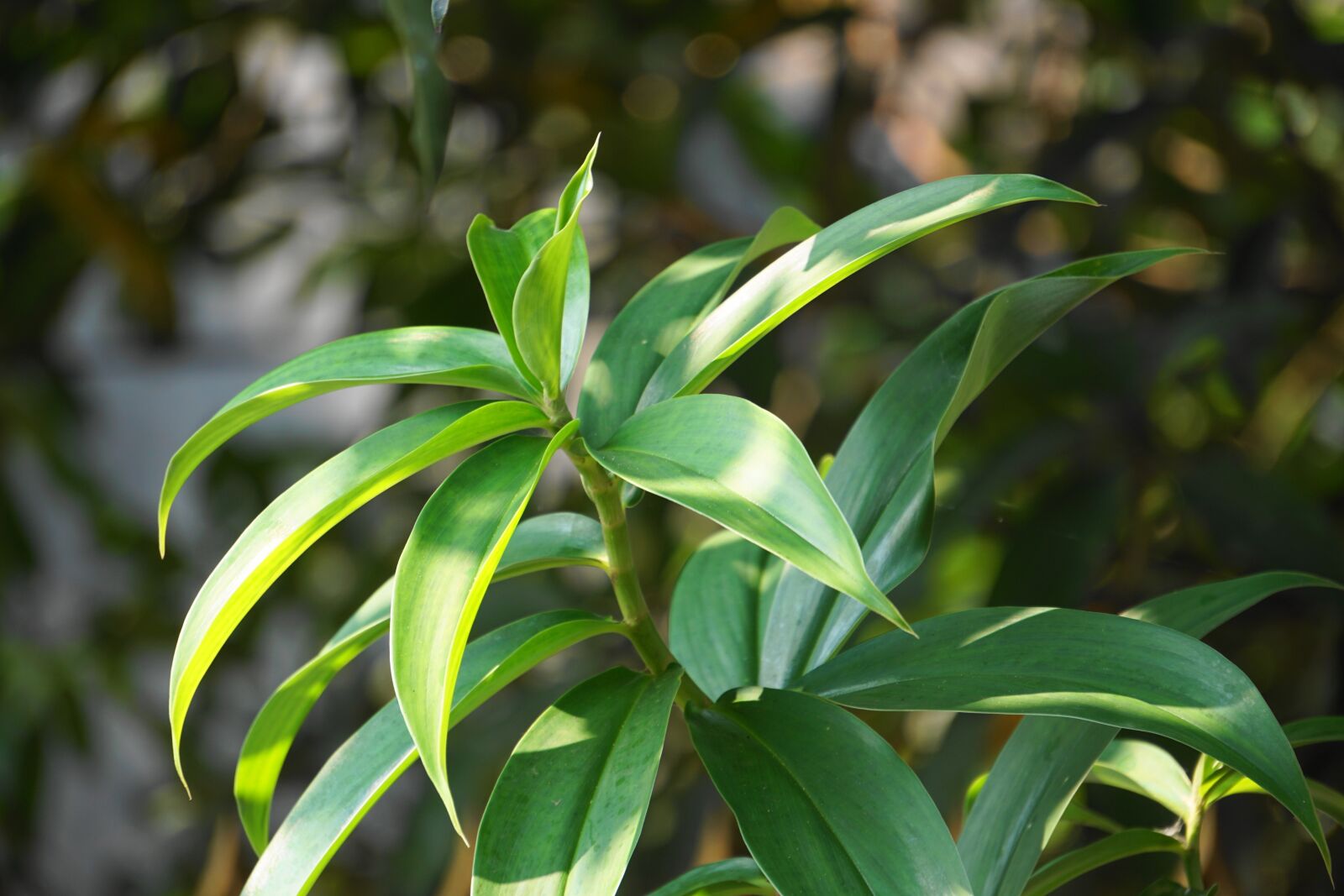 Sony E 55-210mm F4.5-6.3 OSS sample photo. Leaf, flora, nature photography