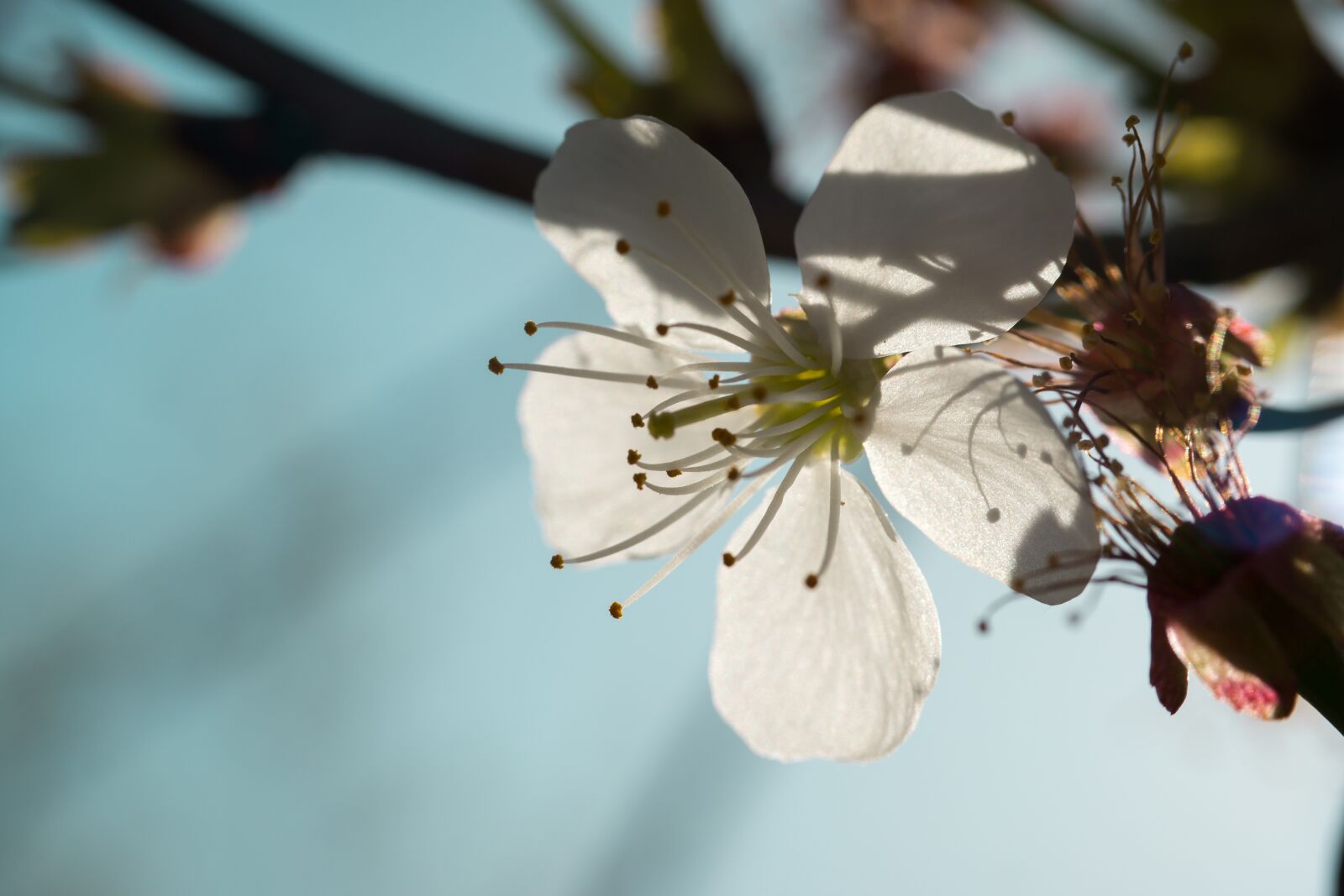 Samsung NX300M sample photo. Fruit tree blossoming, cherry photography