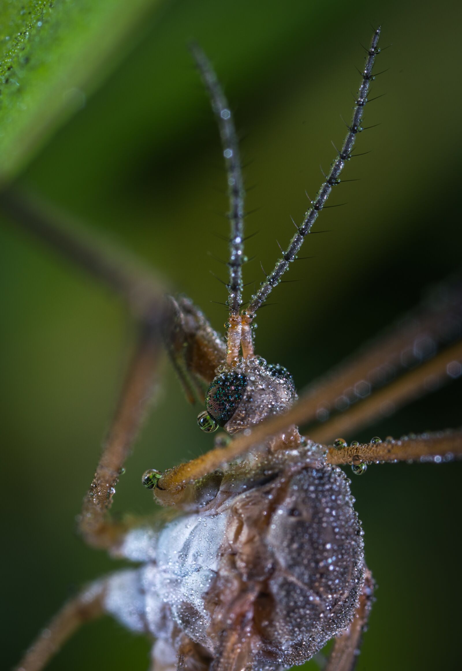 #124 65/2.8 sample photo. Insect, outdoors, nature photography