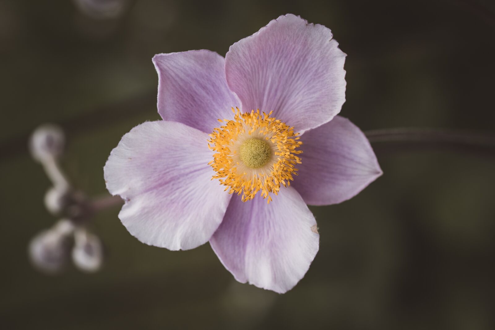 Nikon D750 sample photo. Anemone, pink, blossom photography