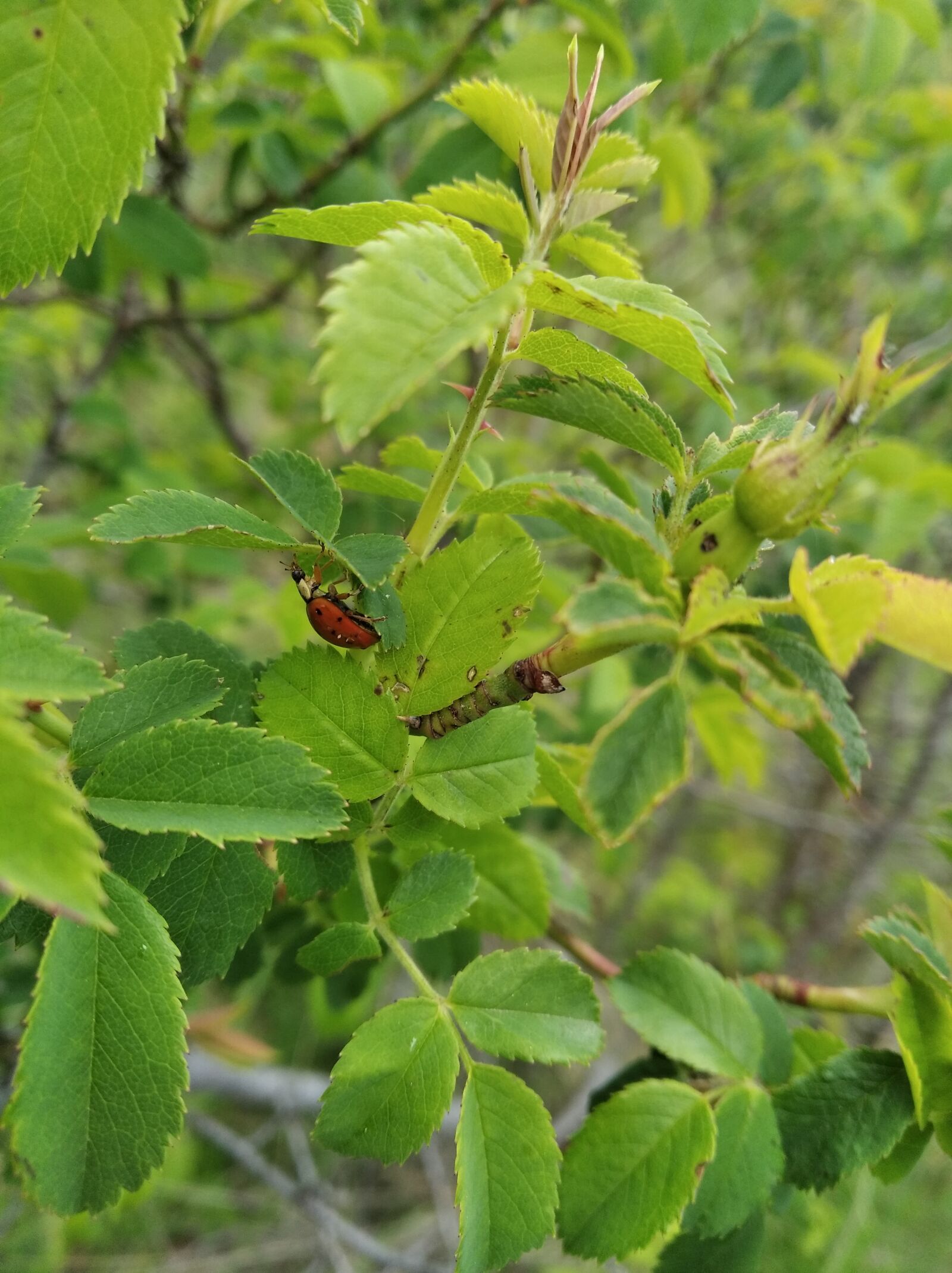 Xiaomi Redmi 7A sample photo. Ladybug, bug, leaves photography