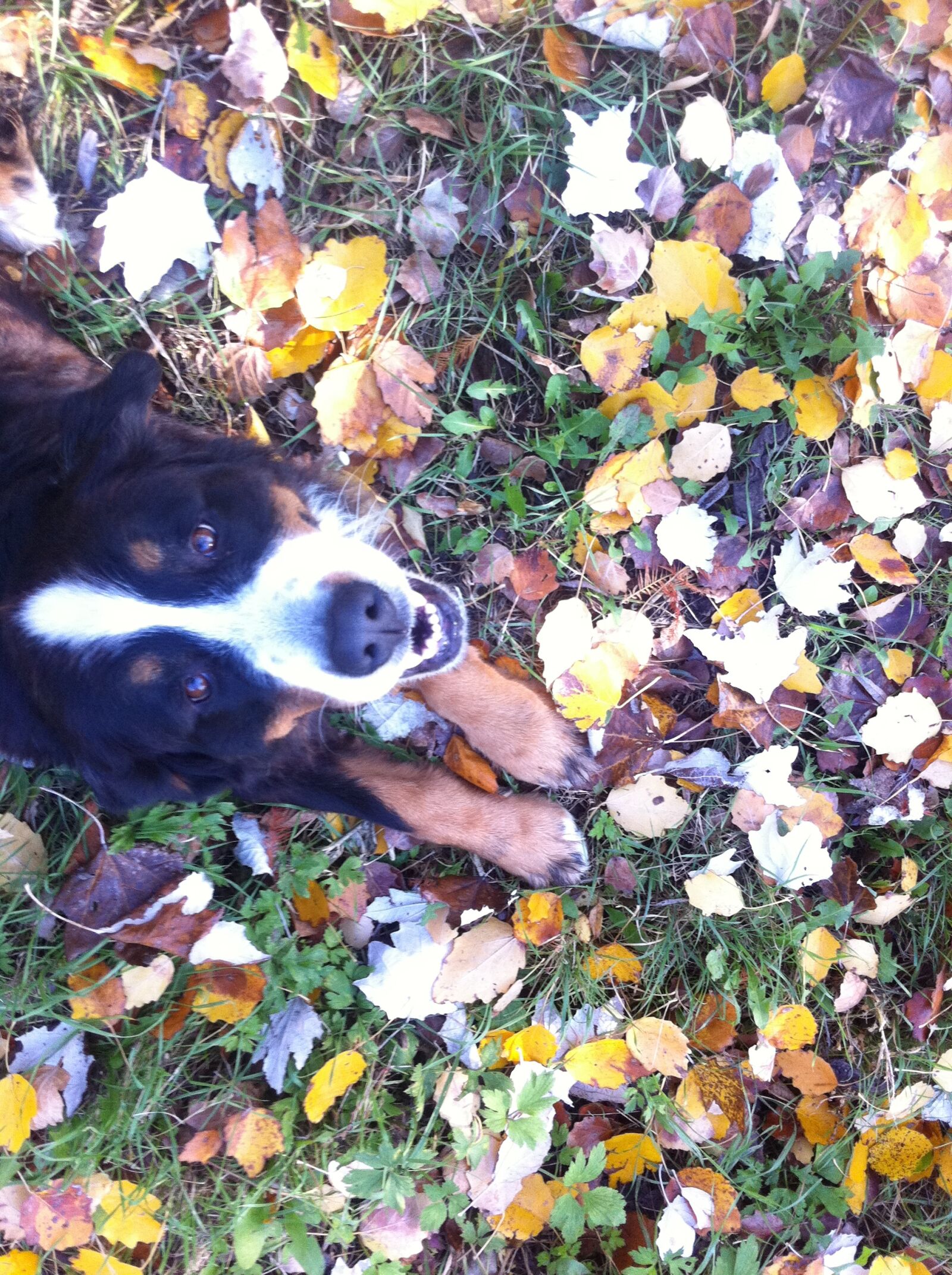 Apple iPhone 4 + iPhone 4 back camera 3.85mm f/2.8 sample photo. Autumn, dog, dog, face photography