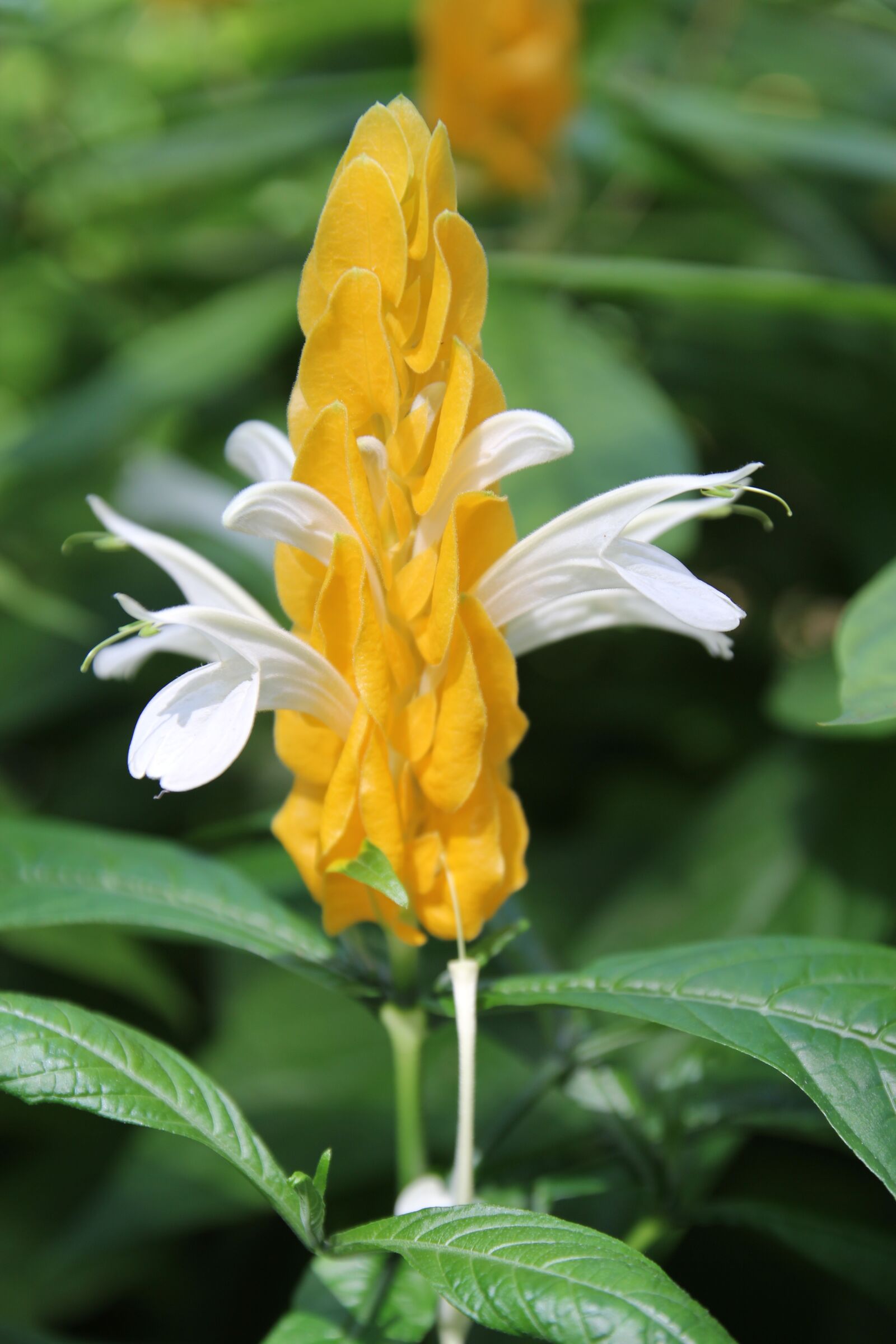 Canon EOS 60D sample photo. Tropical flower, yellow, tropical photography