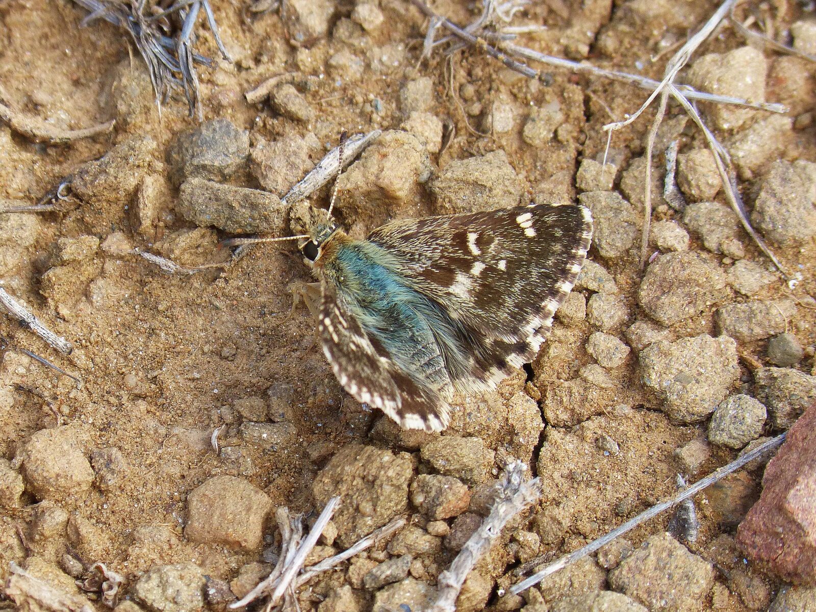 Panasonic DMC-FZ62 sample photo. Butterfly, brown, soil photography