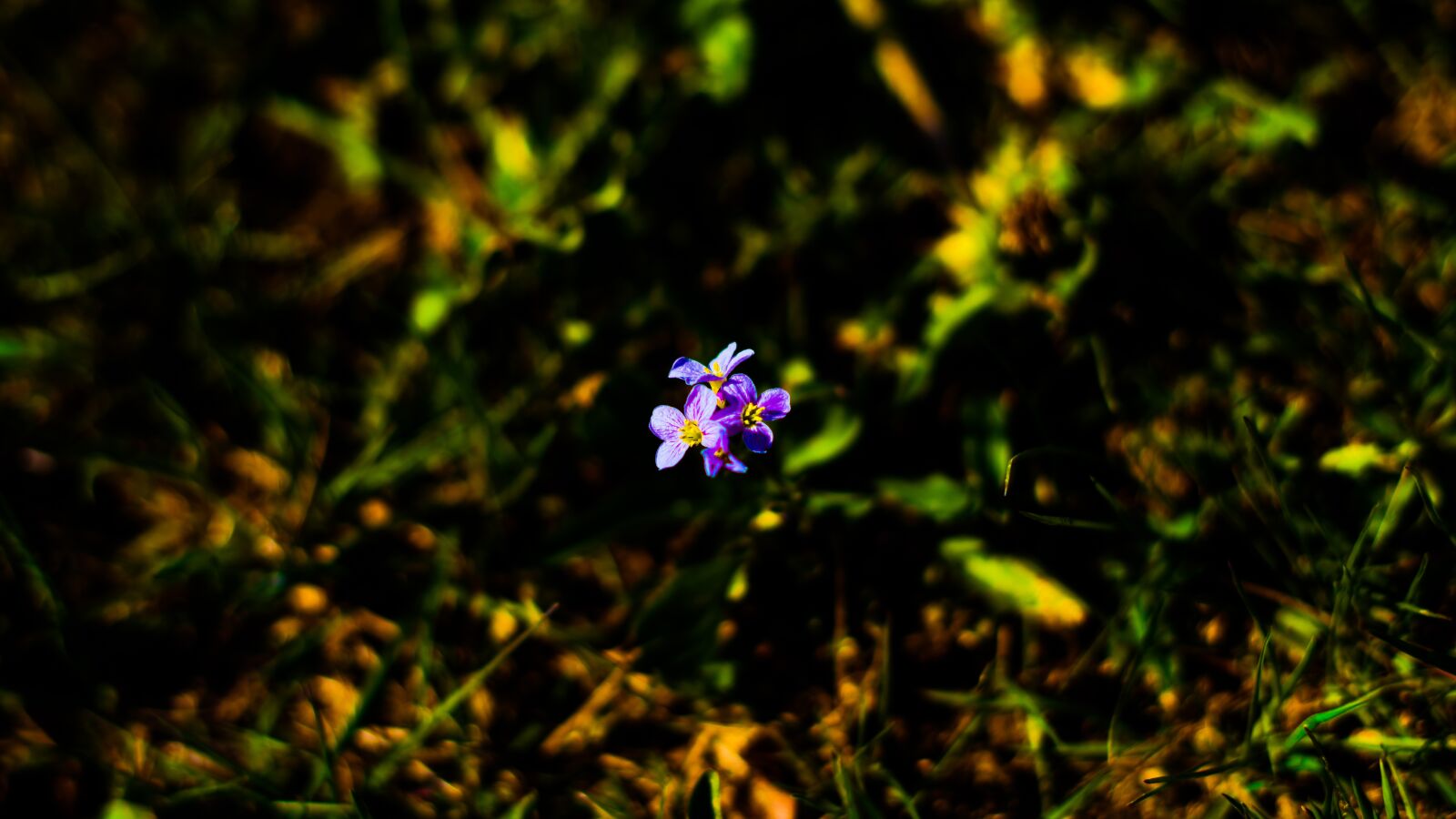 Sony a7R II sample photo. Flower, plant, spring photography