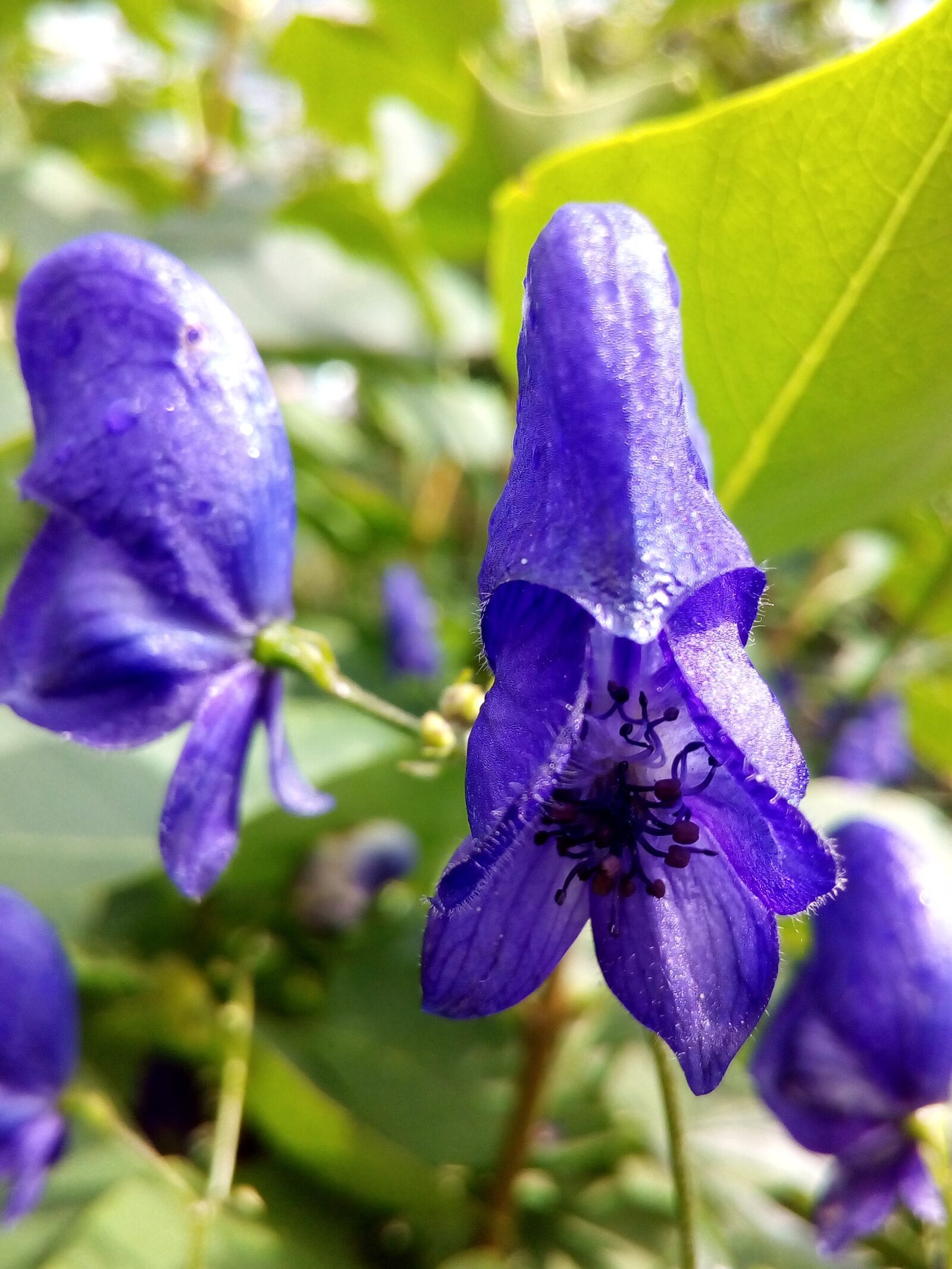 ASUS ZenFone Go (ZC500TG) sample photo. Aconite, skullcap, fighter photography