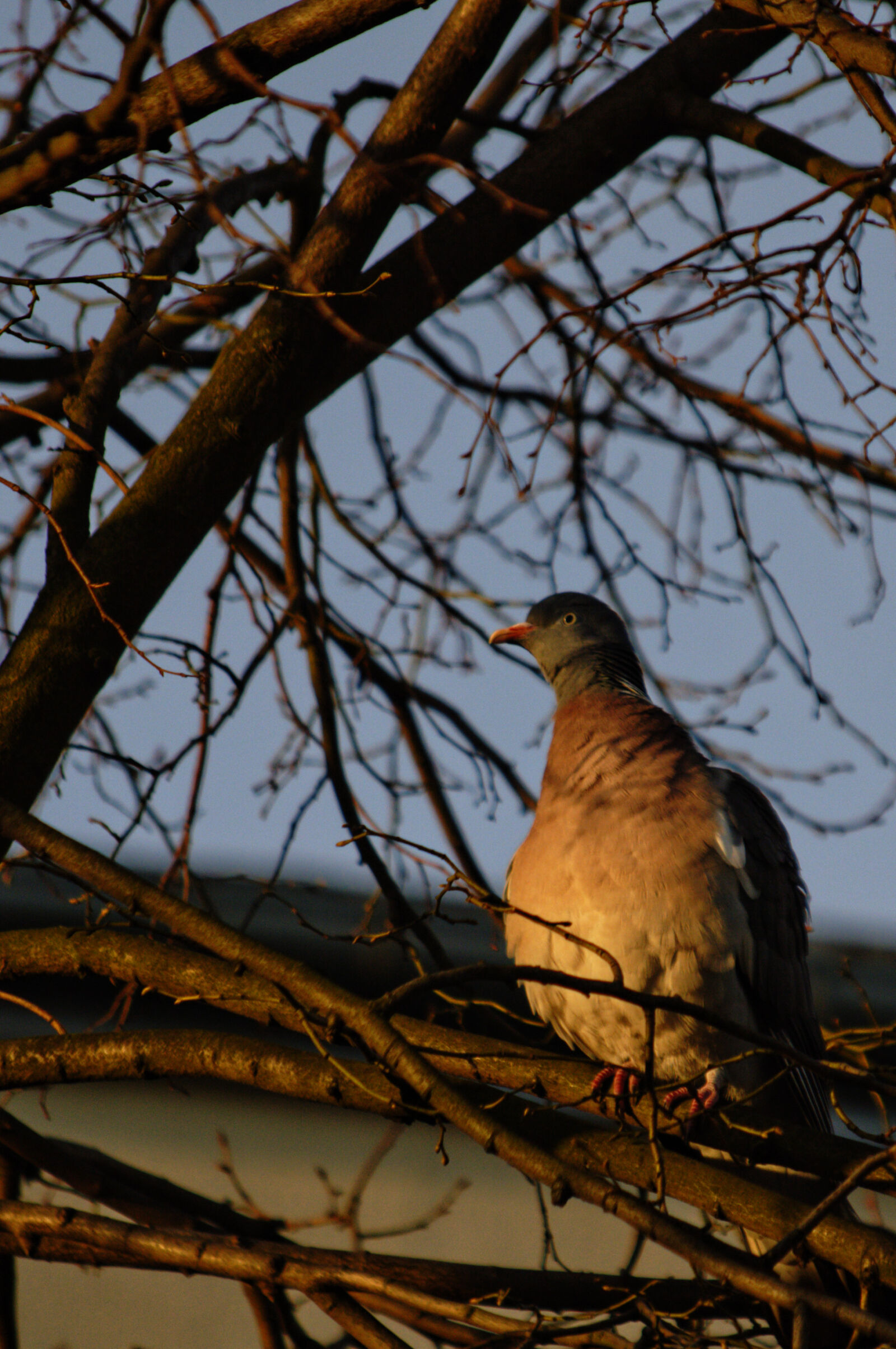 Nikon D3200 sample photo. Bird, dawn, dove photography