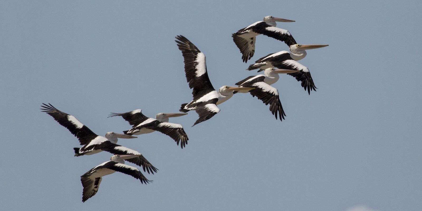 Canon EF 100-400mm F4.5-5.6L IS II USM sample photo. Pelicans, birds, nature photography