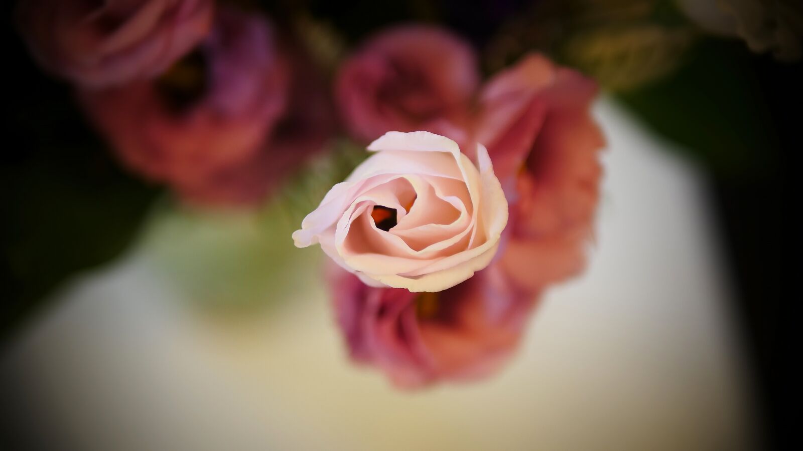 Panasonic Lumix DMC-GH4 sample photo. Flower, rose, petal photography