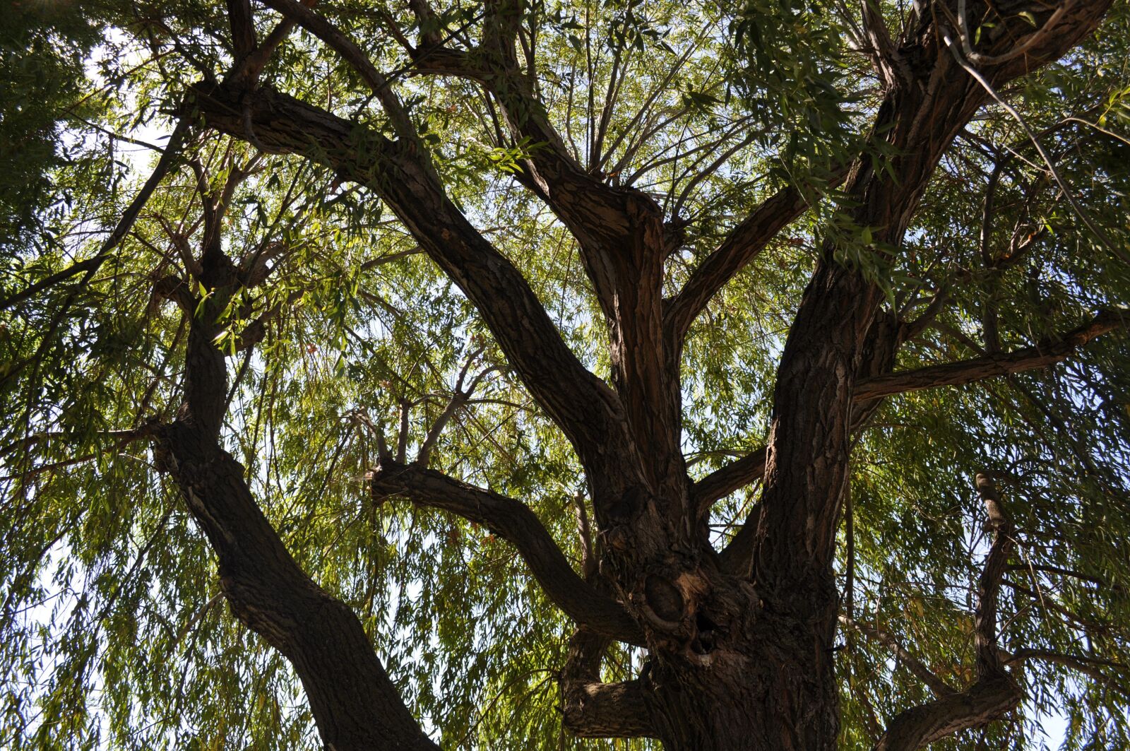Nikon D5000 sample photo. Tree, sky, nature photography