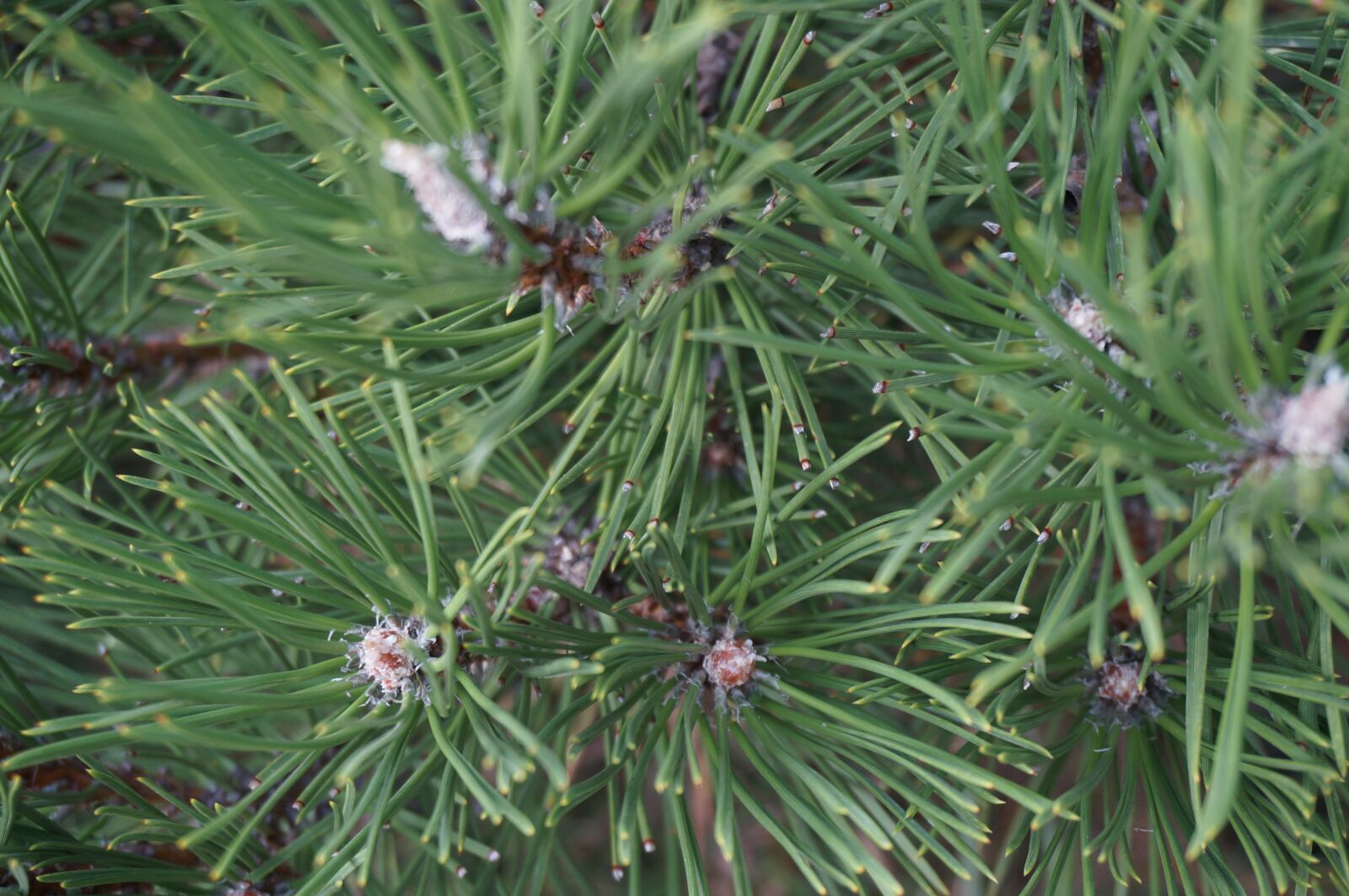 Sony Alpha NEX-3N sample photo. Pine, tree, forest photography