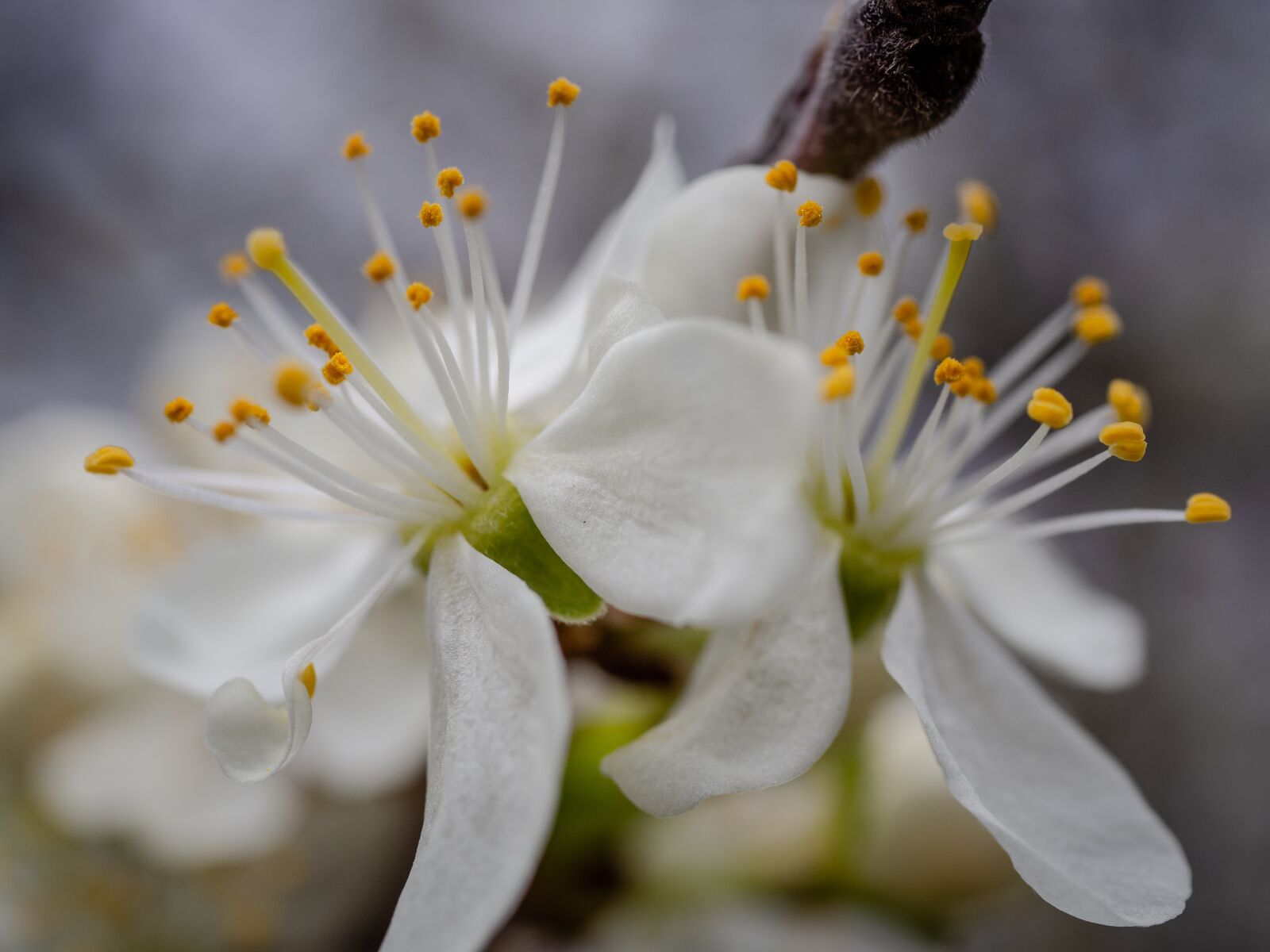 Panasonic Lumix G Macro 30mm F2.8 ASPH Mega OIS sample photo. Flowers, bloom, branch photography