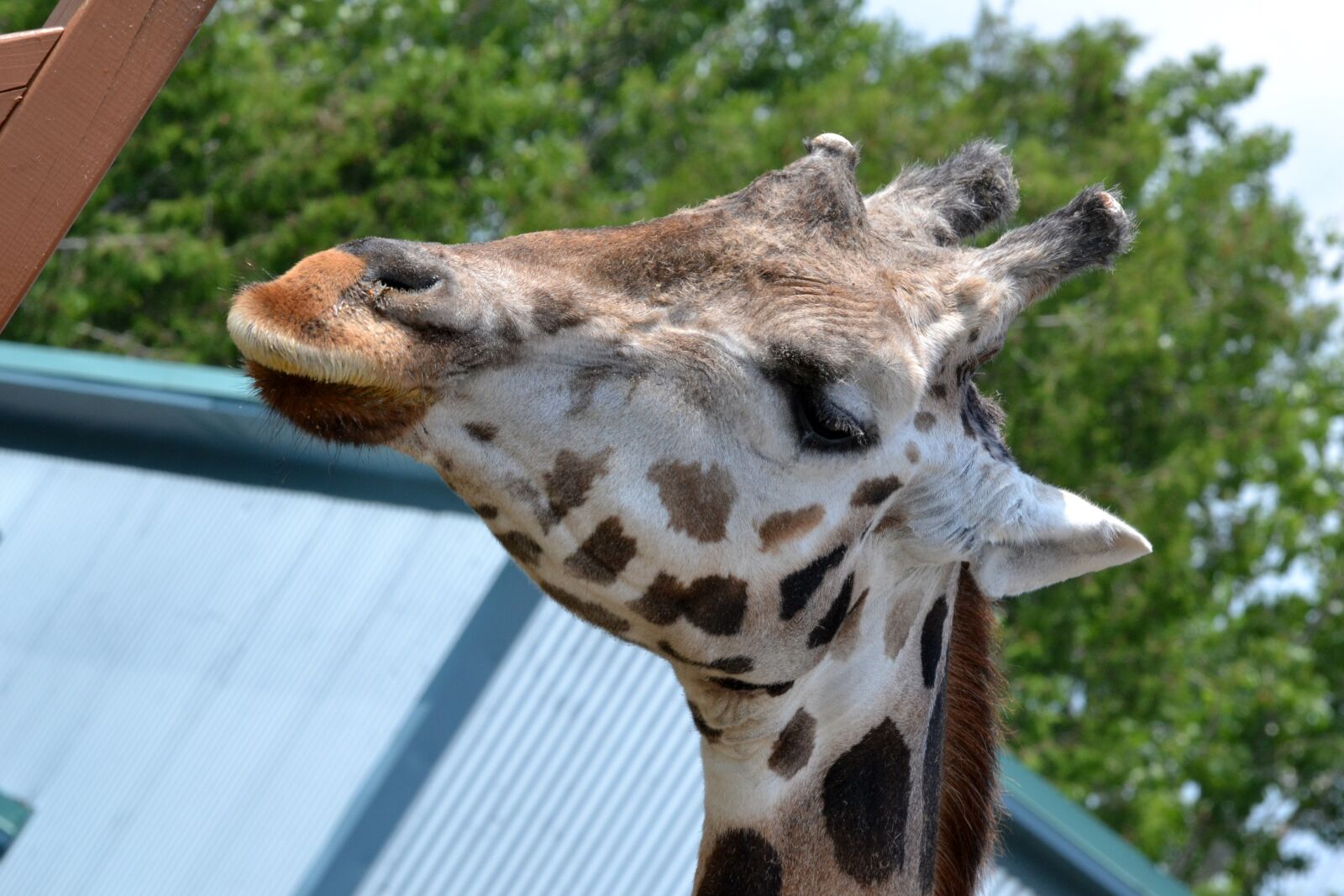Nikon D3100 sample photo. Giraffe, zoo, animal photography
