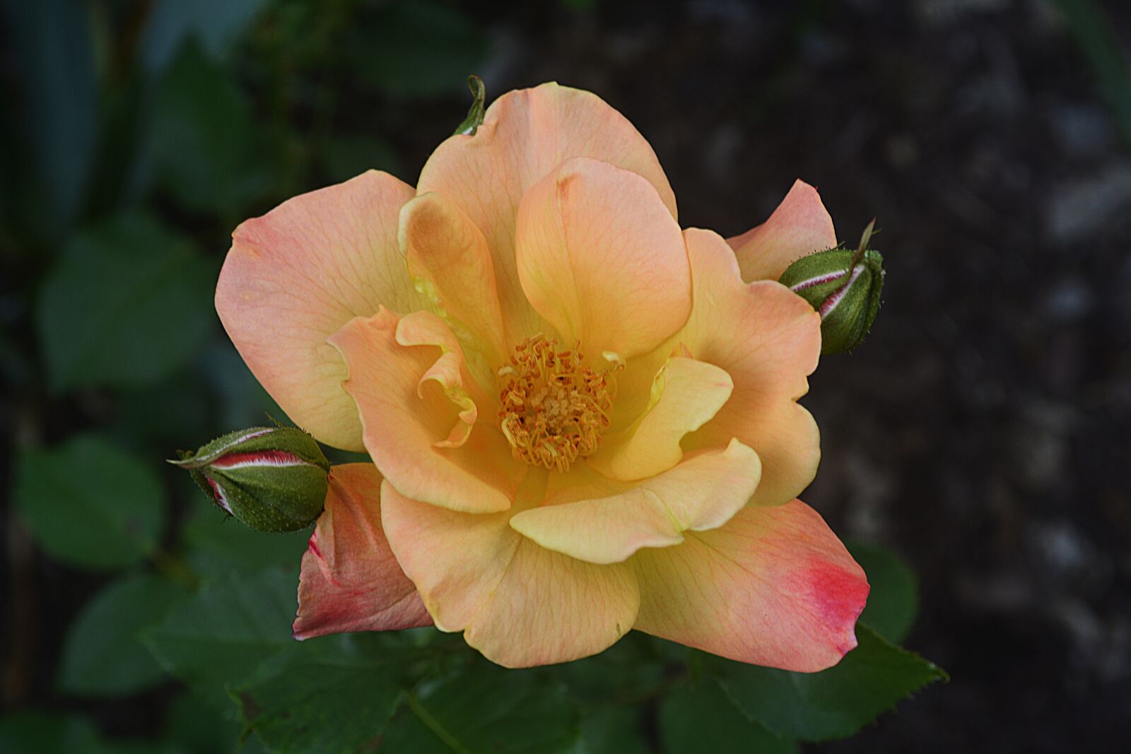Nikon D5200 sample photo. Flower, spring, nature photography