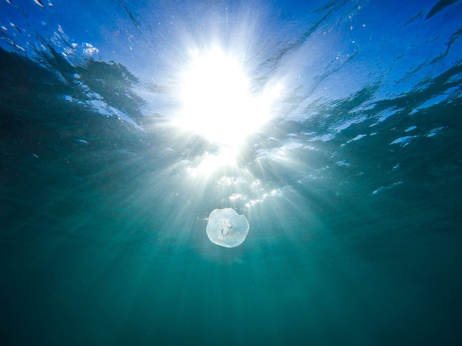 GoPro HERO4 Silver sample photo. Animal, fish, jellyfish photography