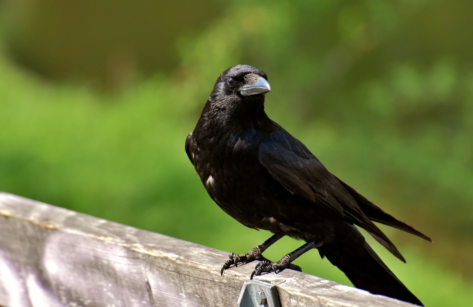 Nikon D7200 sample photo. Crow, raven bird, raven photography