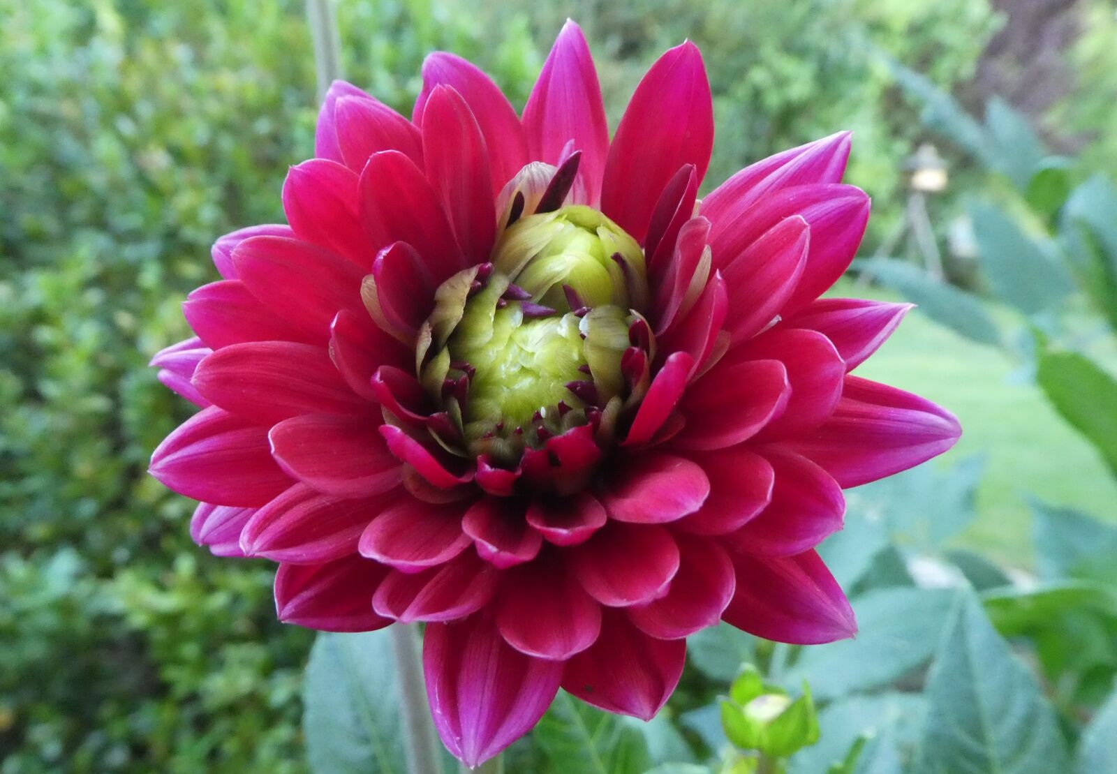 Panasonic DMC-TZ81 sample photo. Dahlia, red, rarity photography