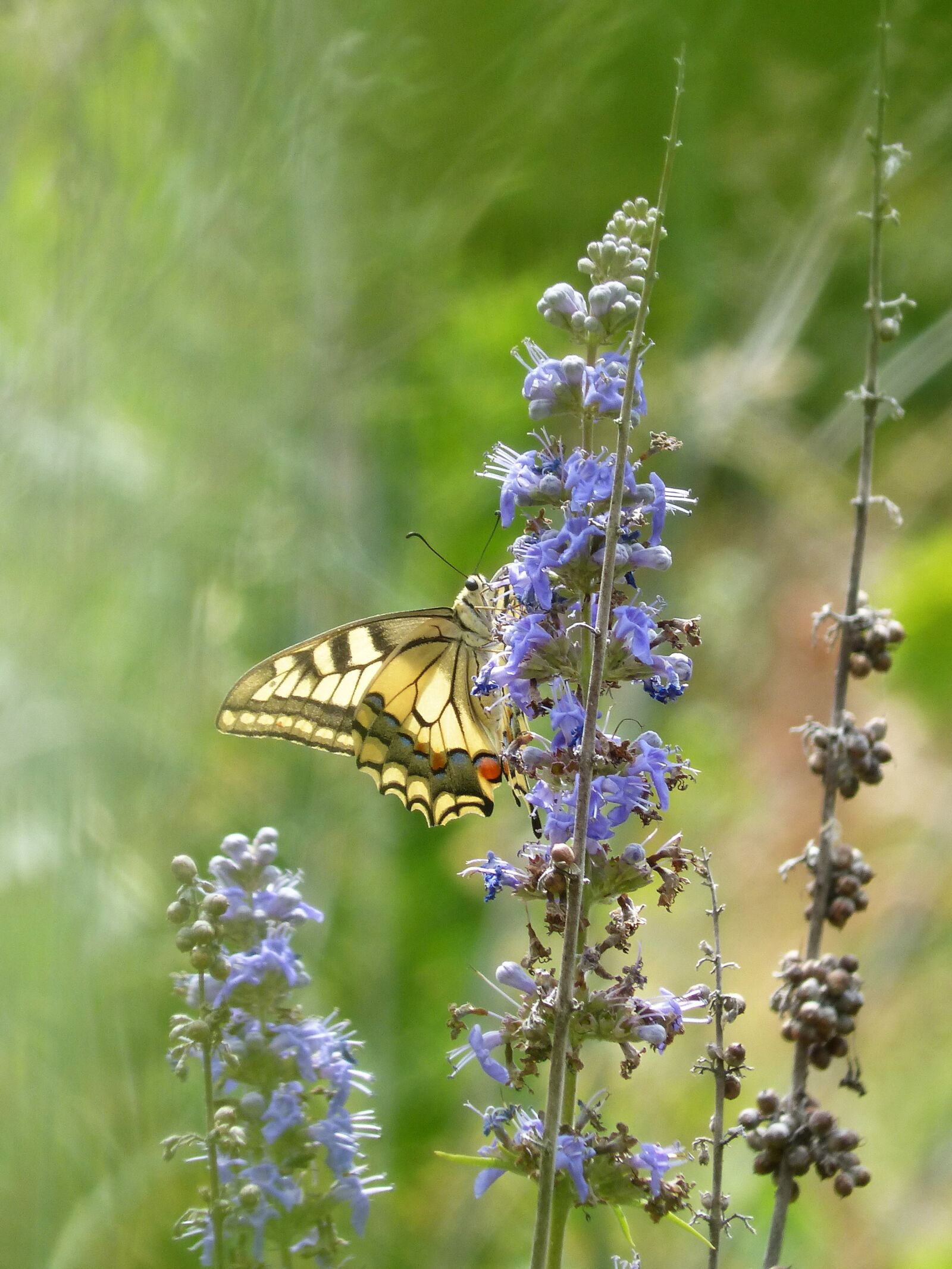 Panasonic DMC-FZ62 sample photo. Machaon, papilio machaon, butterfly photography