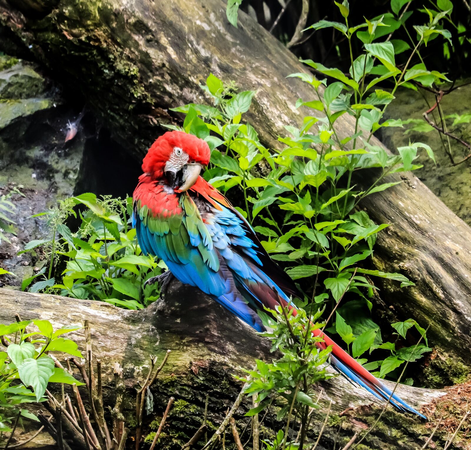 Canon EF-S 55-250mm F4-5.6 IS STM sample photo. Parrot, bird, animal photography