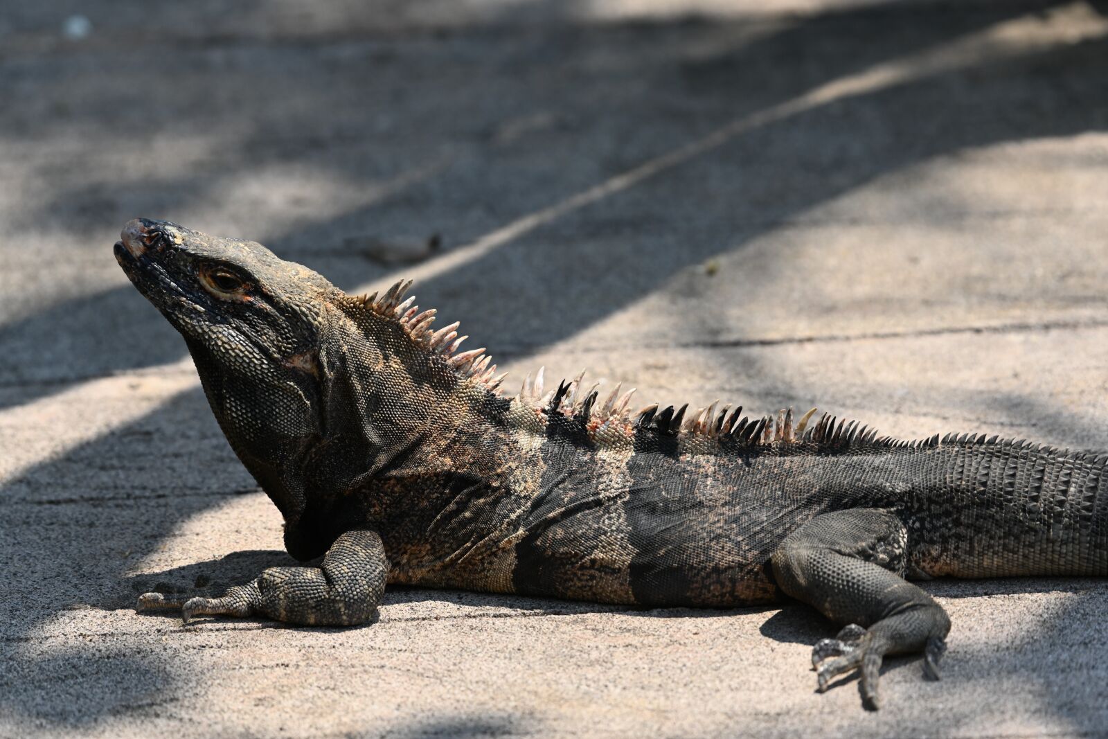 Nikon Z7 sample photo. Monitor lizard, zoo, reptile photography