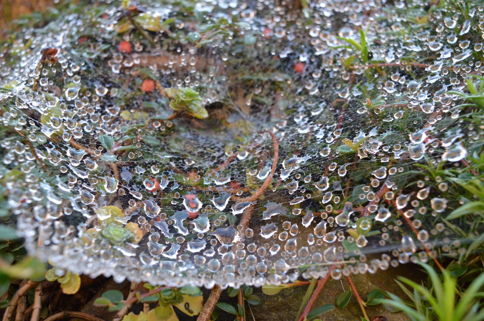 Nikon D3200 sample photo. Drop, water, wet photography