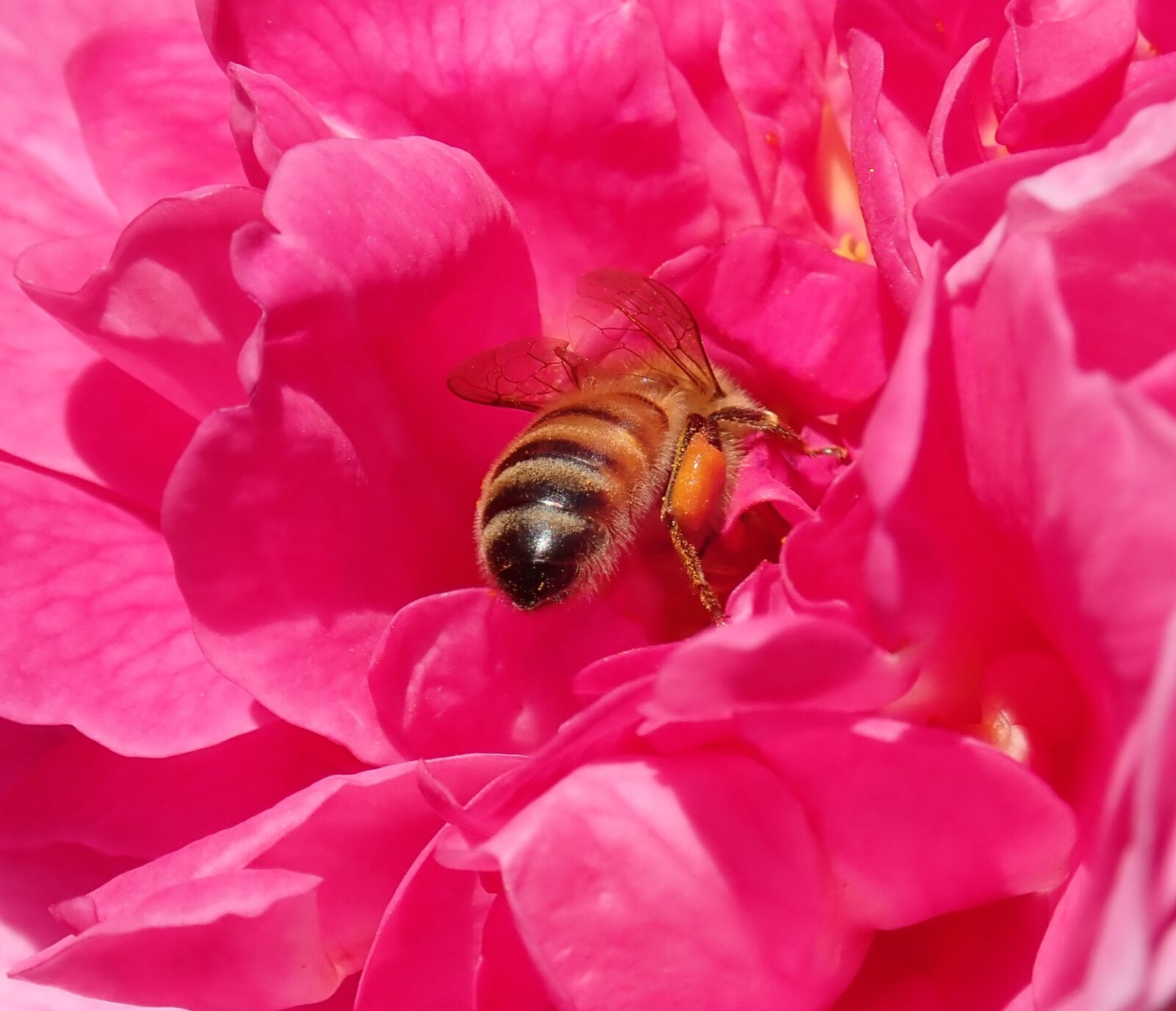Olympus TG-5 sample photo. Bee insect, pollen, flower photography