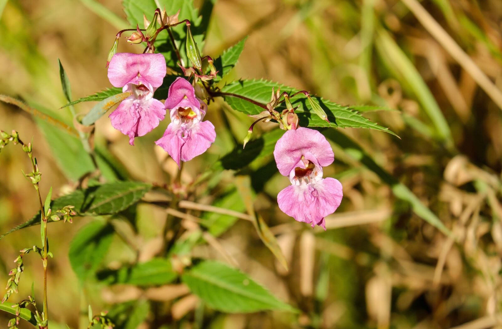 Fujifilm X-T10 + Fujifilm XC 50-230mm F4.5-6.7 OIS sample photo. Balsam, flower, bloom photography