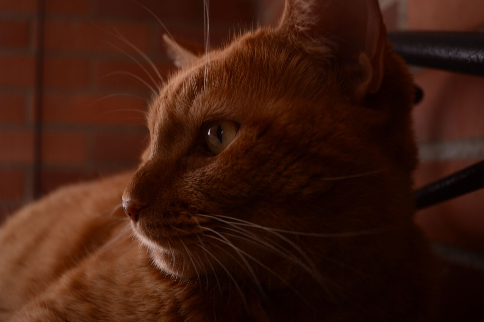 Nikon D3200 sample photo. Cat, natsumi, feline photography