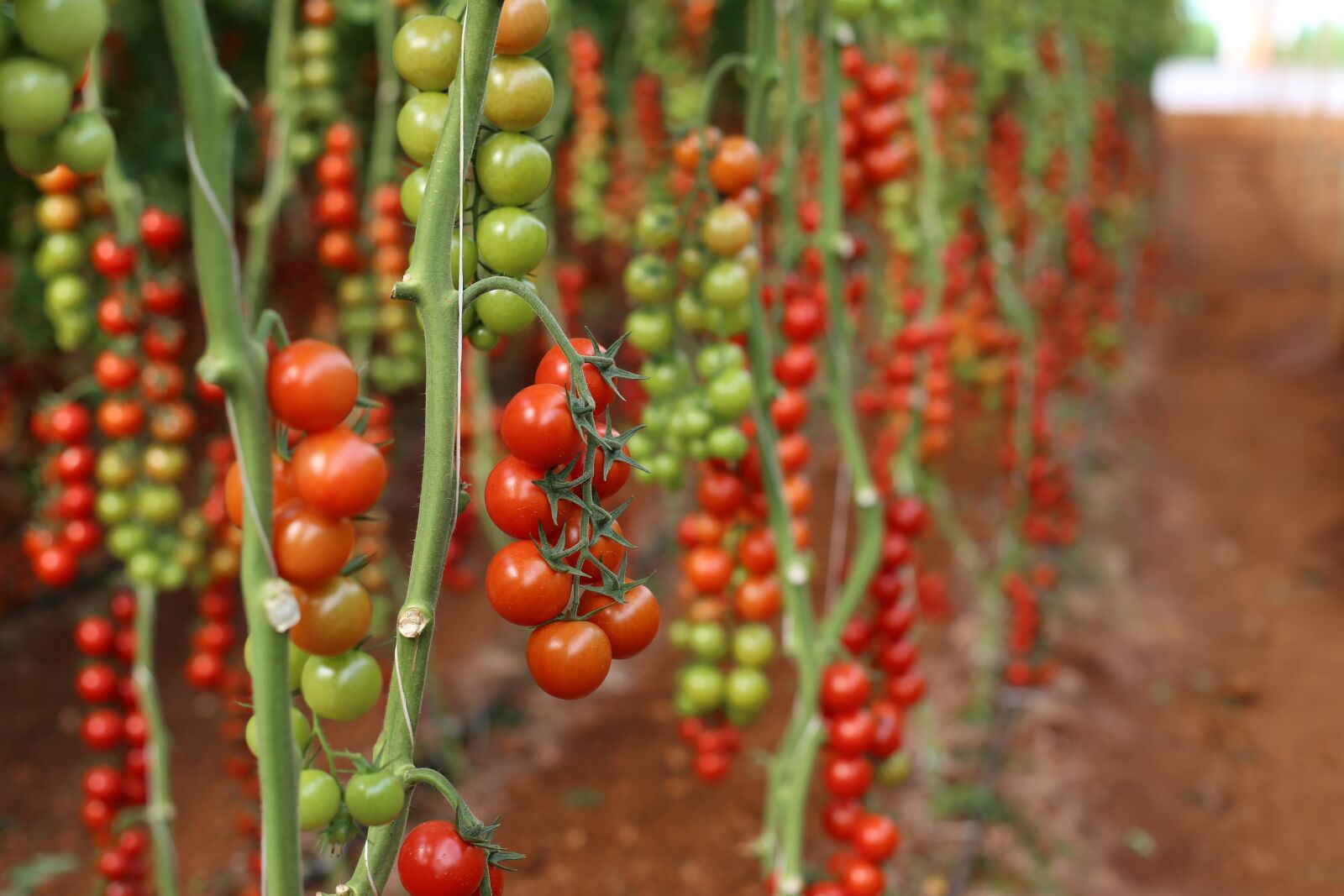 Canon EOS 6D + Canon EF 50mm F1.4 USM sample photo. Tomato, greenhouse, cocktail photography