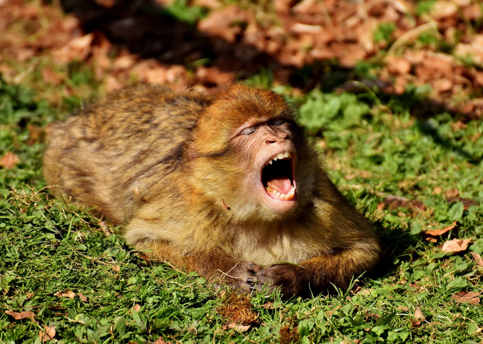 Nikon D7200 sample photo. Barbary ape, yawn, cute photography