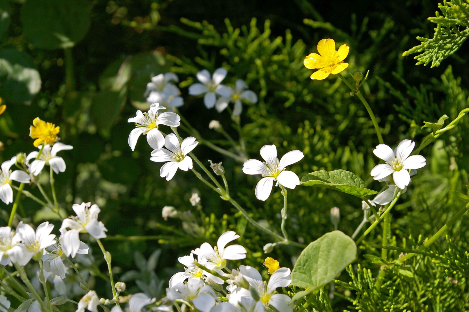 Pentax *ist DL2 sample photo. Cerastium tomentosum, ground cover photography