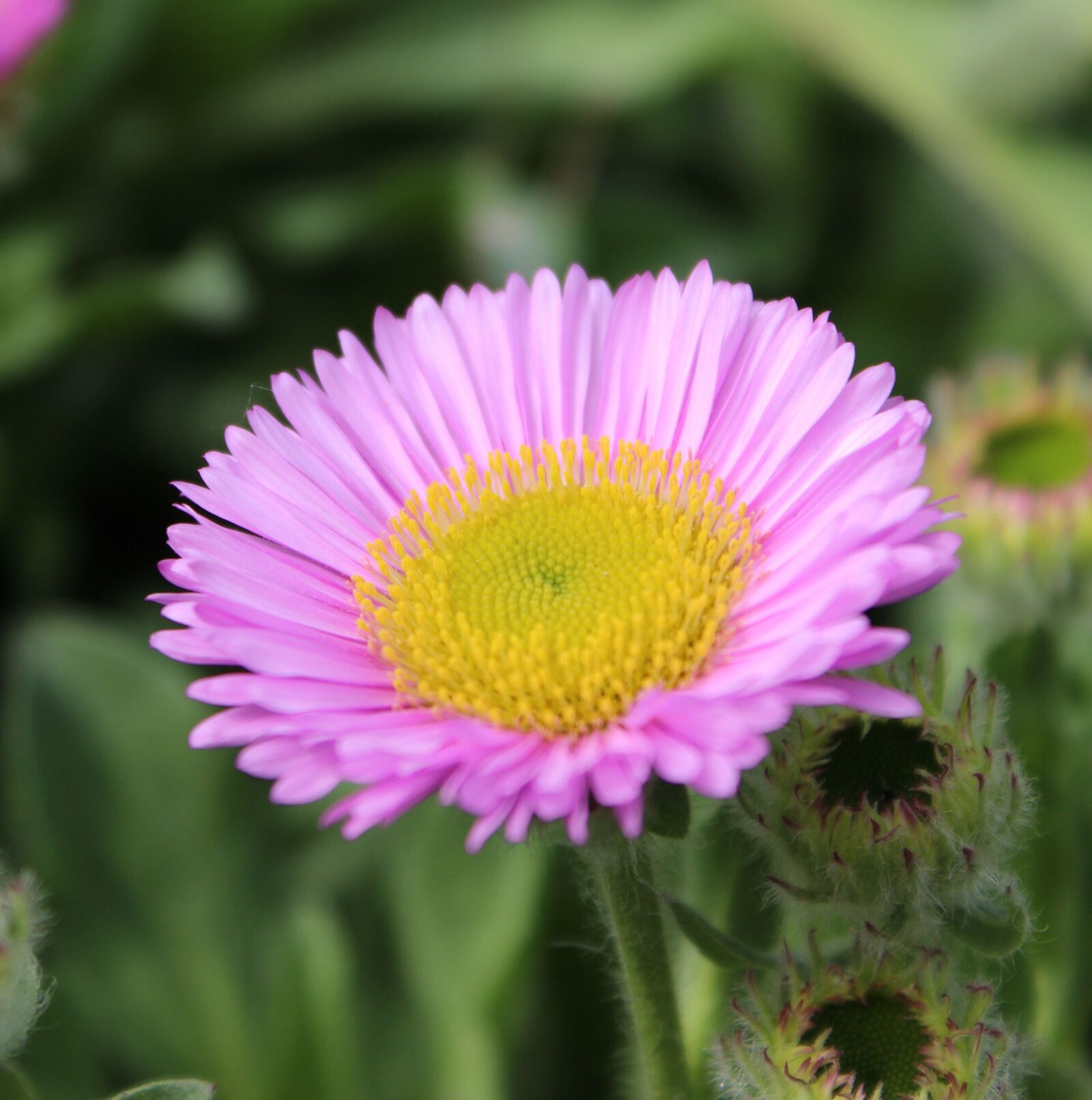 Canon EOS 1200D (EOS Rebel T5 / EOS Kiss X70 / EOS Hi) sample photo. Erigeron, pink, yellow photography