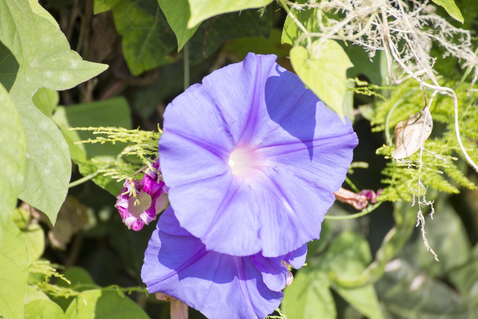 Canon EOS 6D sample photo. Morning glory, purple, flower photography