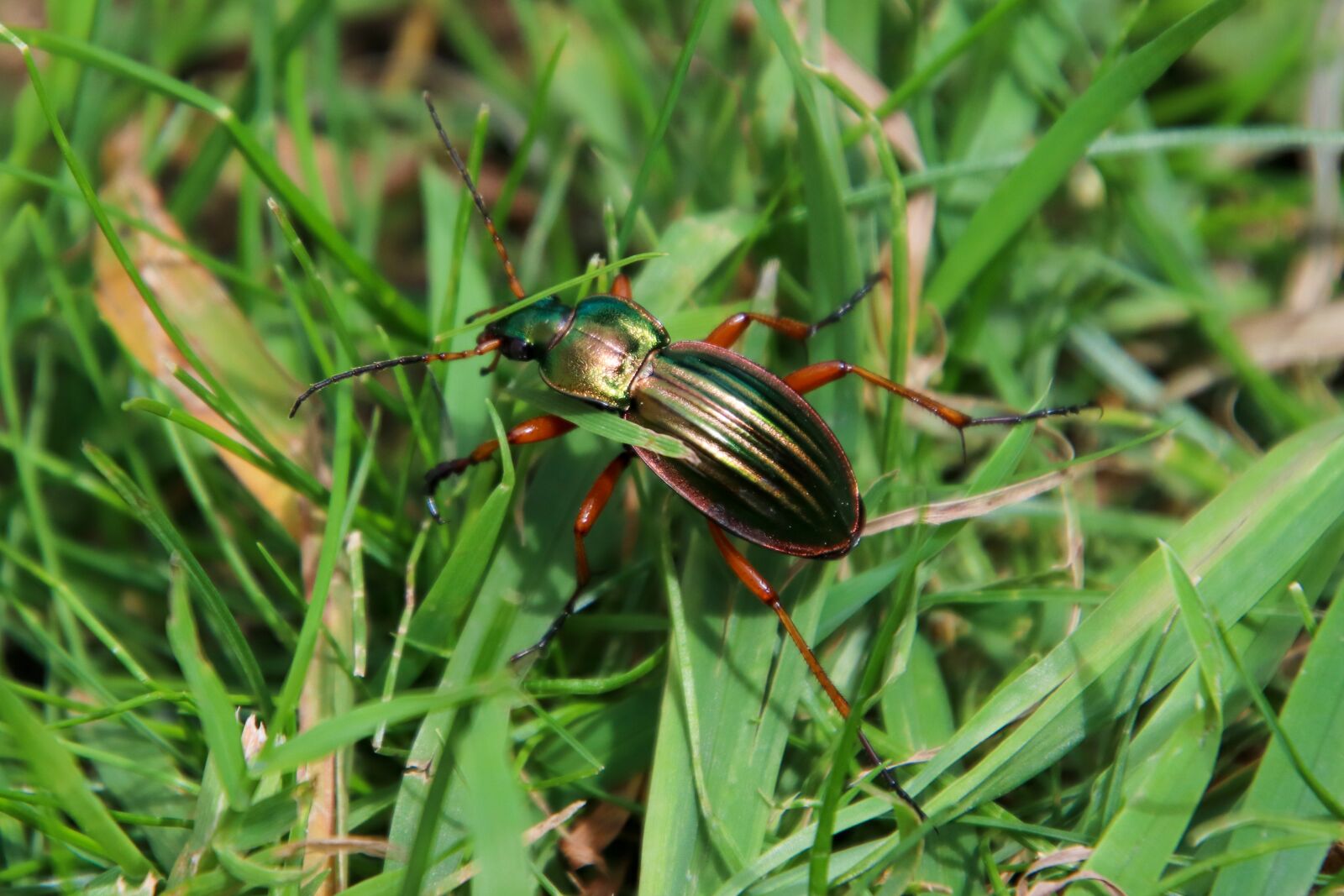 Canon EOS 800D (EOS Rebel T7i / EOS Kiss X9i) sample photo. Insect, gold, green photography