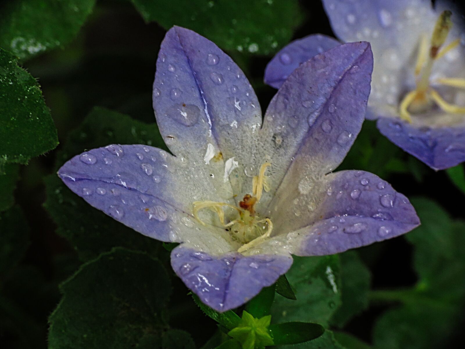 Canon PowerShot SX40 HS sample photo. Drops, wet, dew photography