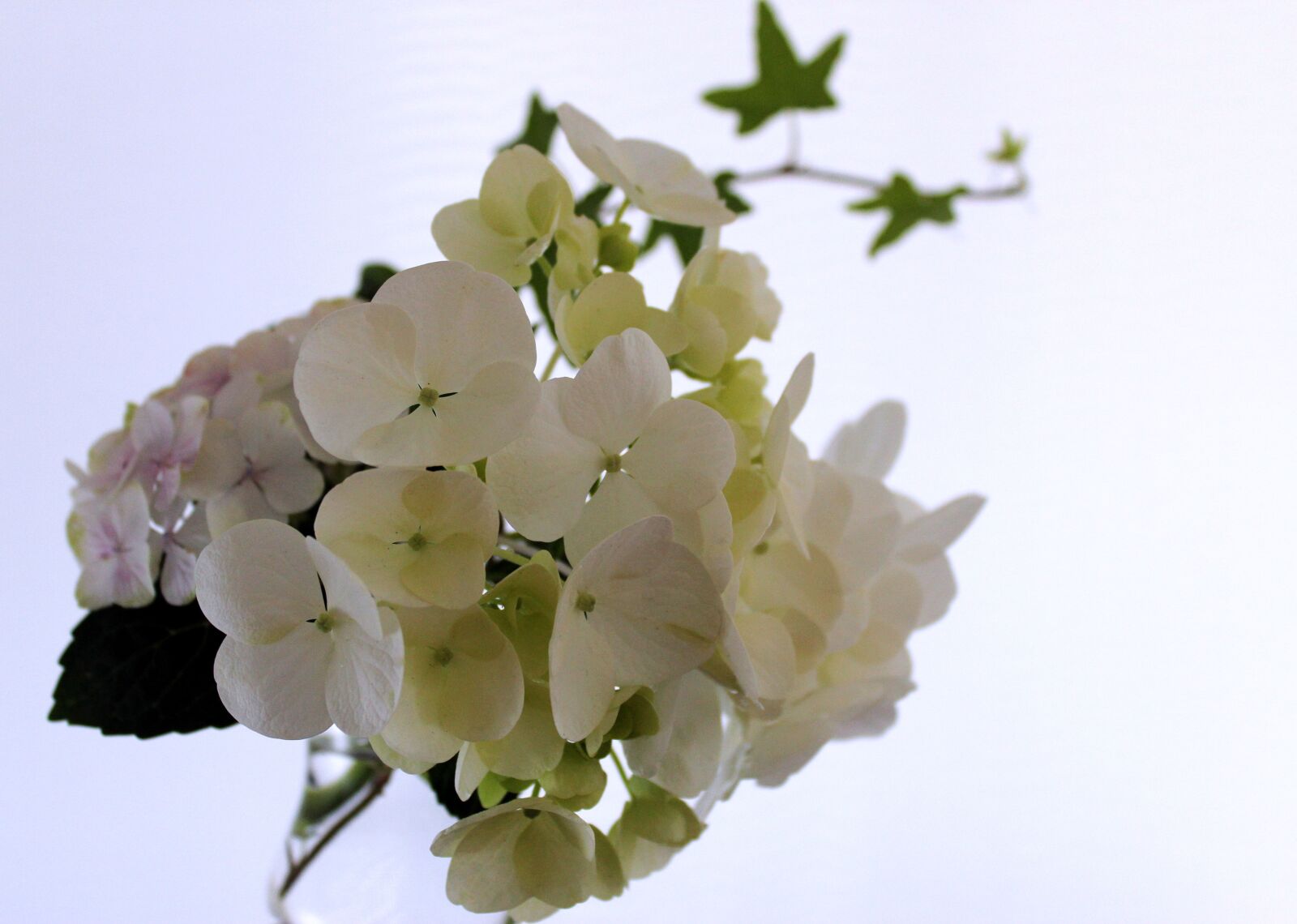 Canon EOS 1300D (EOS Rebel T6 / EOS Kiss X80) sample photo. Nature, flower, plant photography