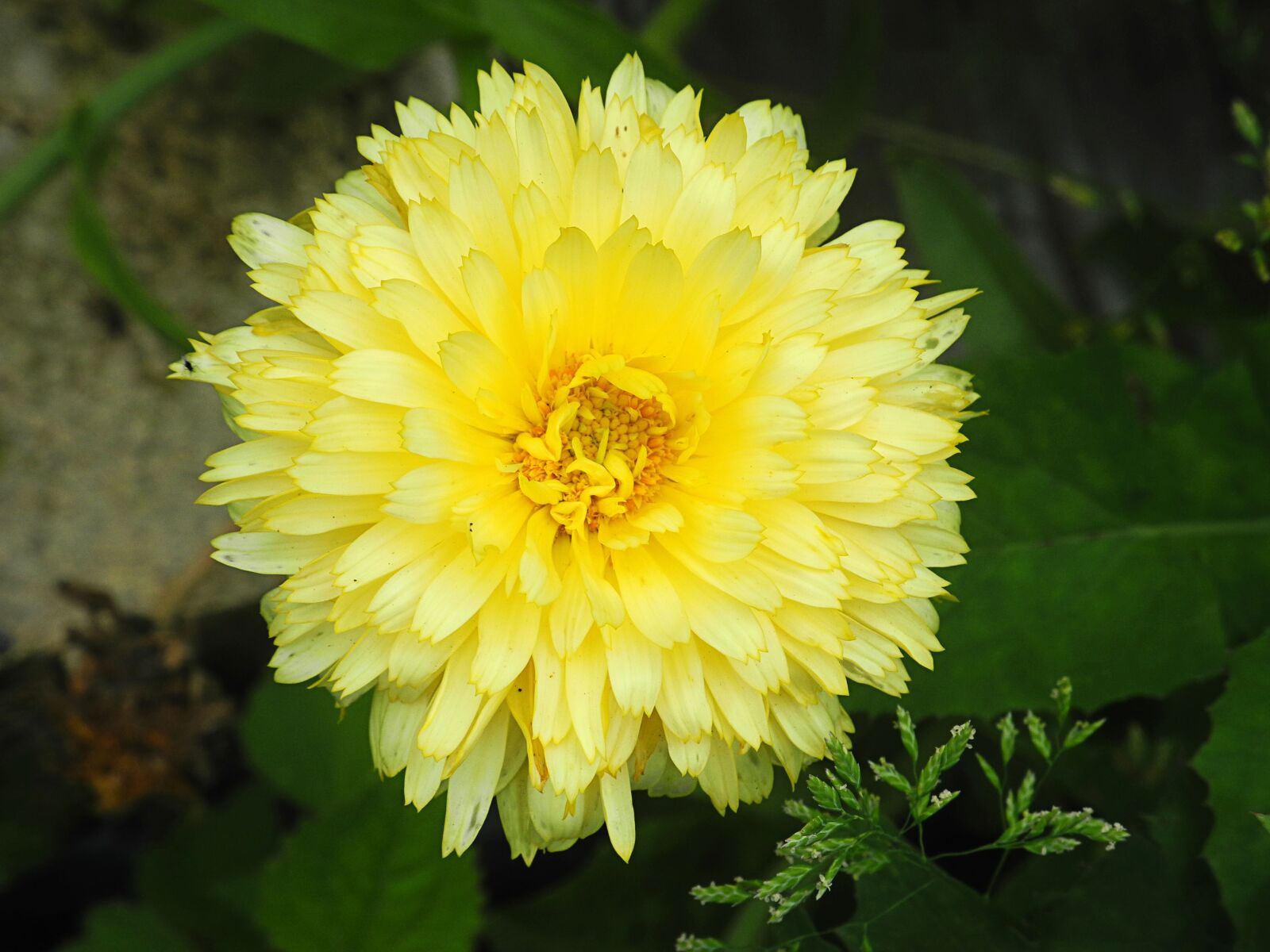Nikon Coolpix P7000 sample photo. Flower, greens, plant photography