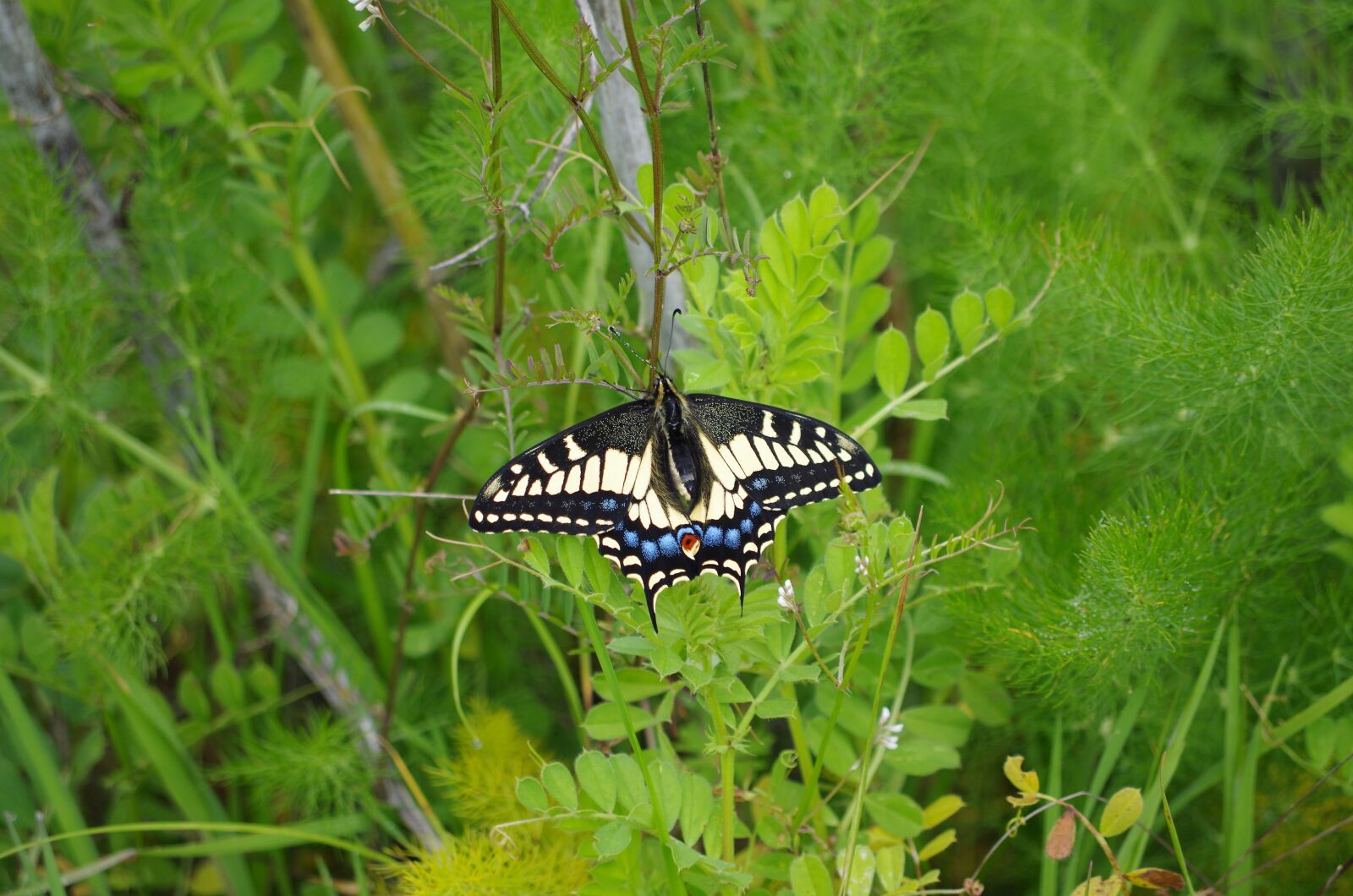 Pentax K-50 sample photo. Wester, tiger, swallowtail photography