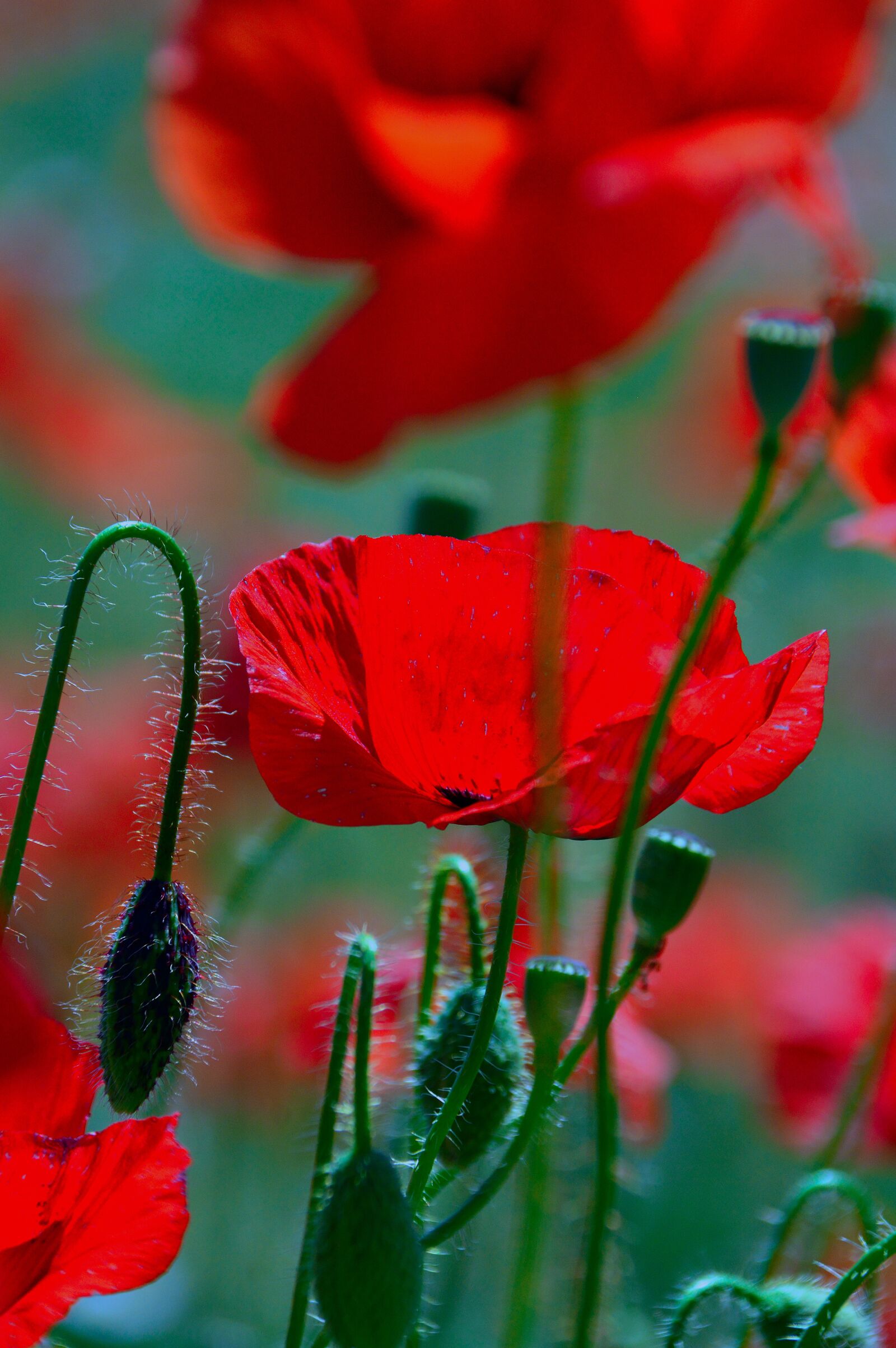 Nikon D3200 sample photo. Poppy, red, summer flower photography
