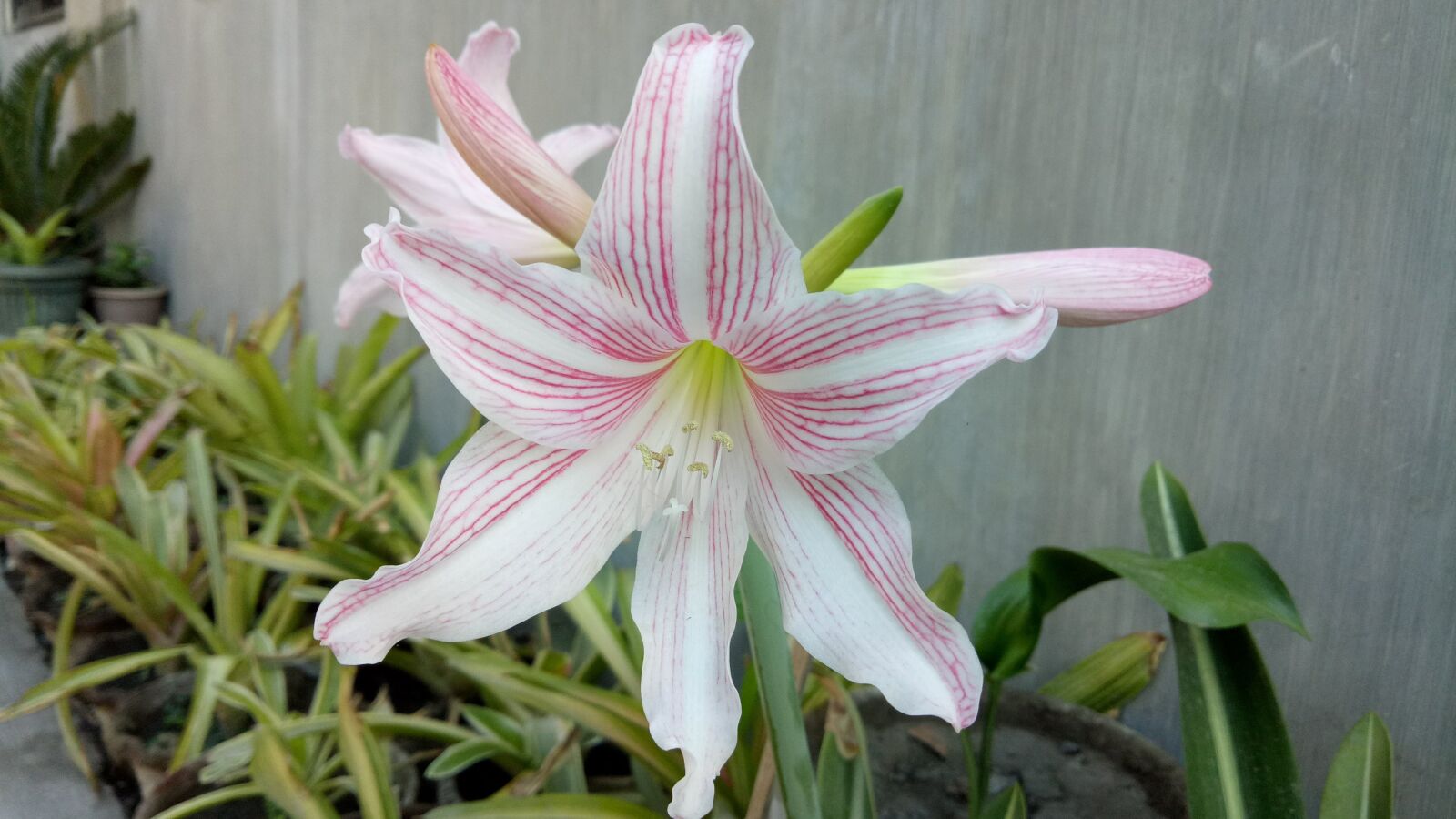 OPPO A1601 sample photo. Flowers, lily, plant photography