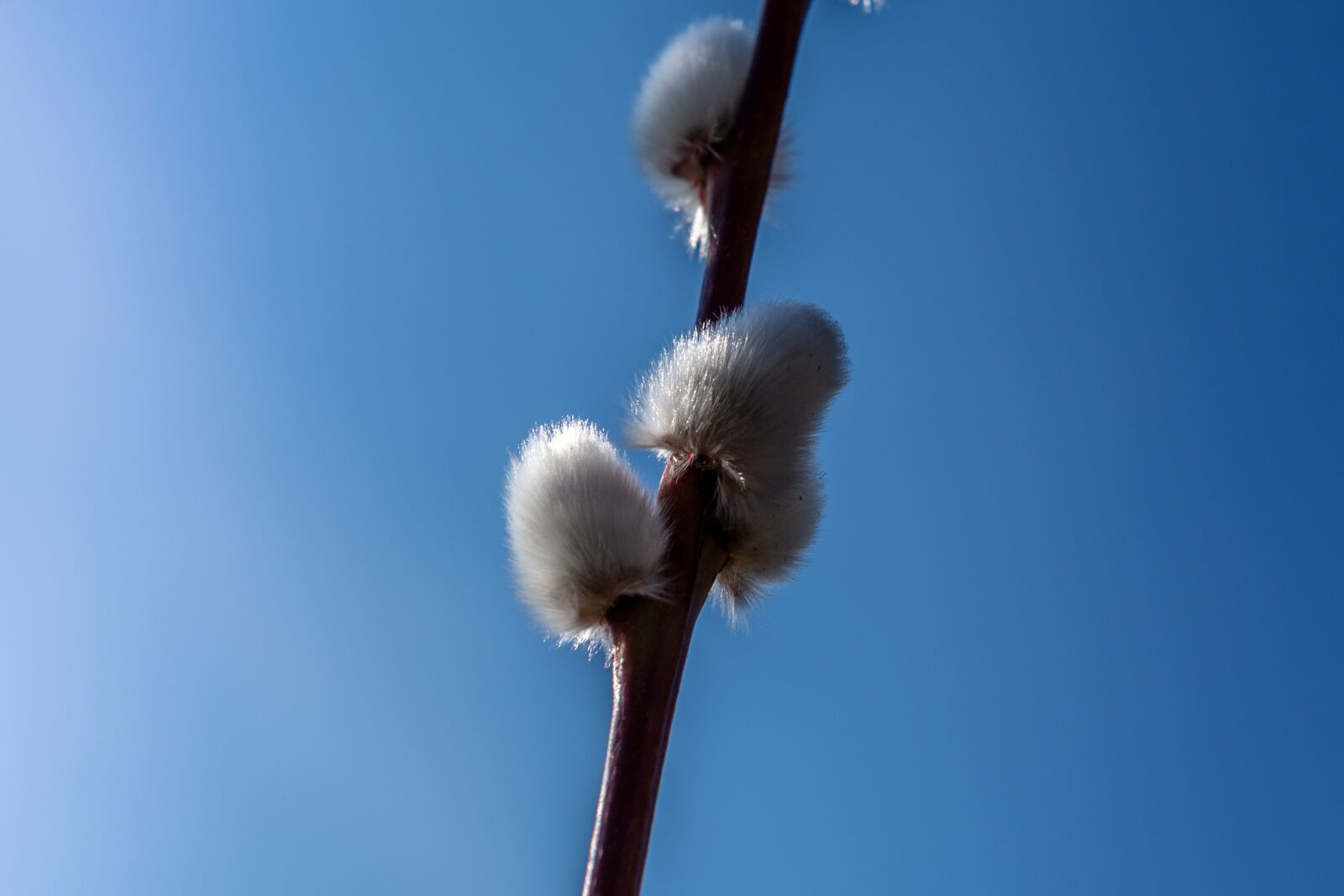 Nikon D5 sample photo. Willow catkin, nature photography